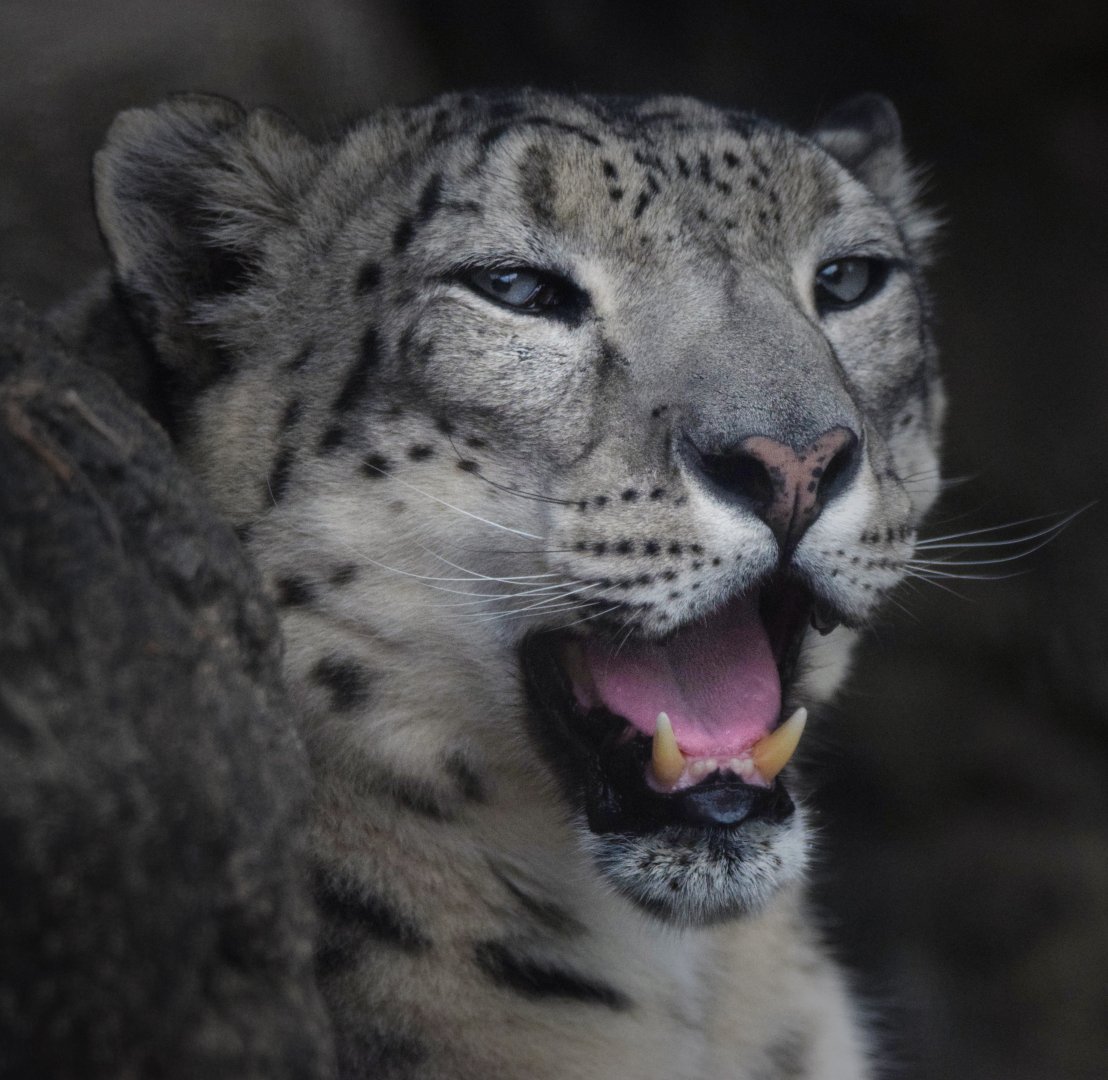 [July 2022] Big Cat Country- snow leopard (Panthera uncia) yawning