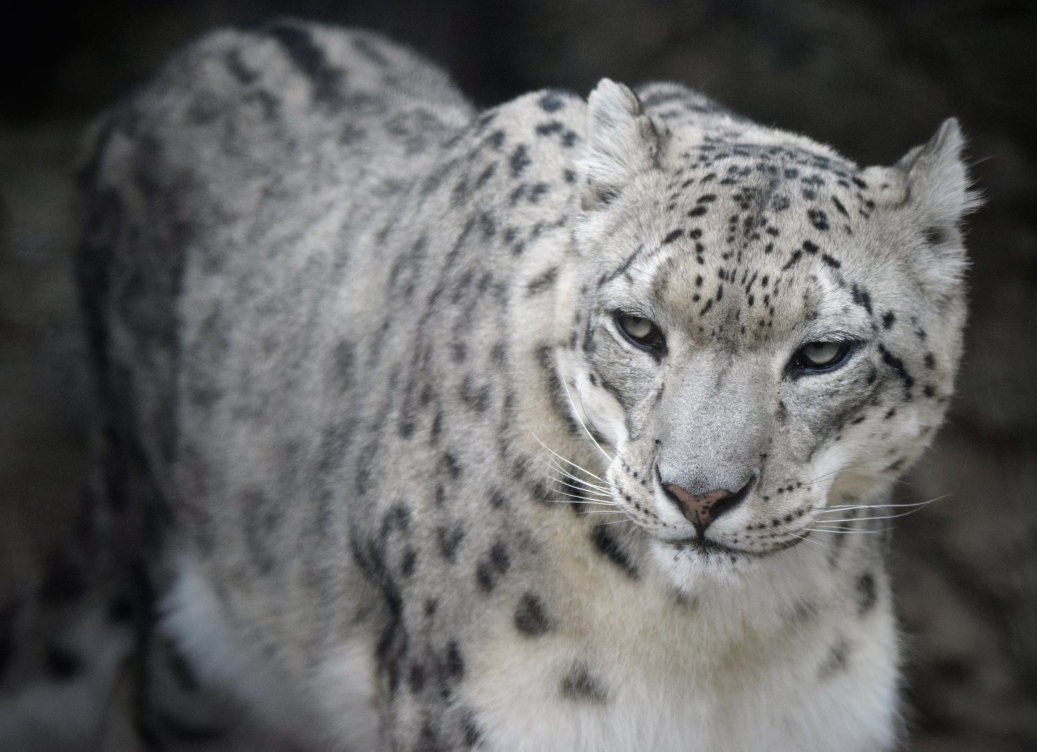[July 2022] Big Cat Country- snow leopard (Panthera uncia)