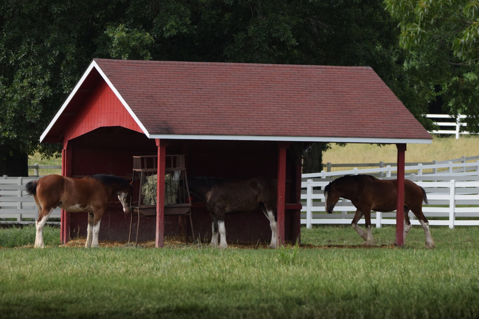 [July 2022] Clydesdale Corner- Clydesdale (Equus ferus caballus) shelter and trough