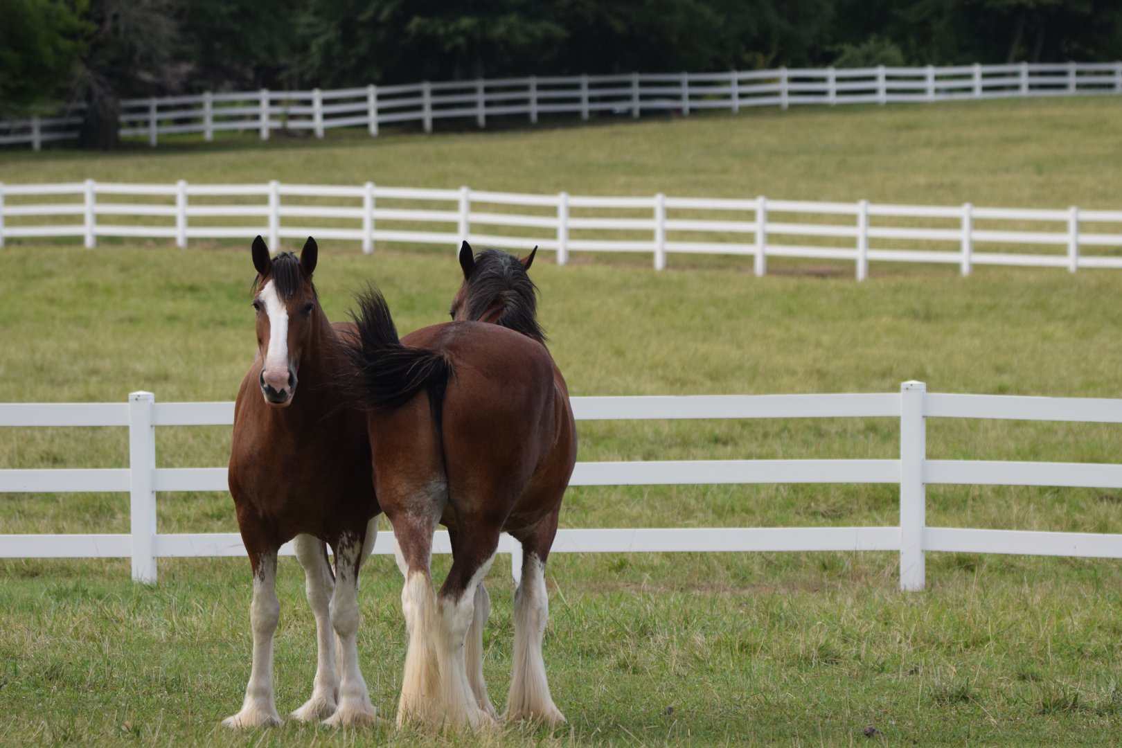 [July 2022] Clydesdale Corner- Clydesdales (Equus ferus caballus)