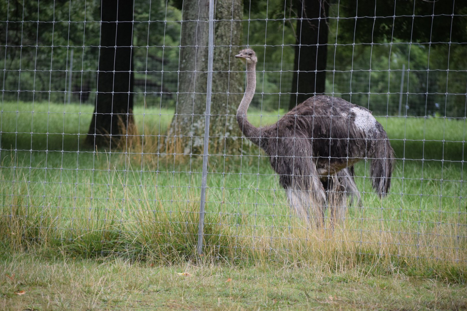 [July 2022] common ostrich (Struthio camelus) enclosure within Deer Park