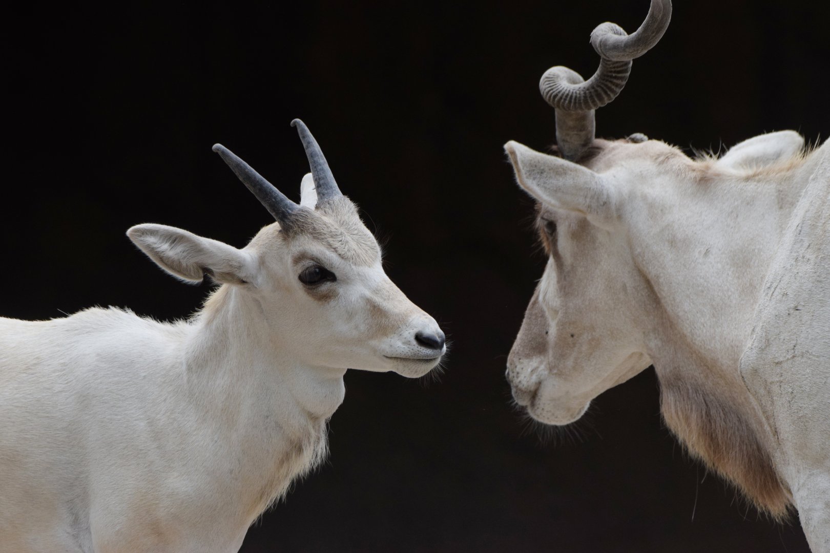 [July 2022] Red Rocks- addax (Addax nasomaculatus) calf and adult