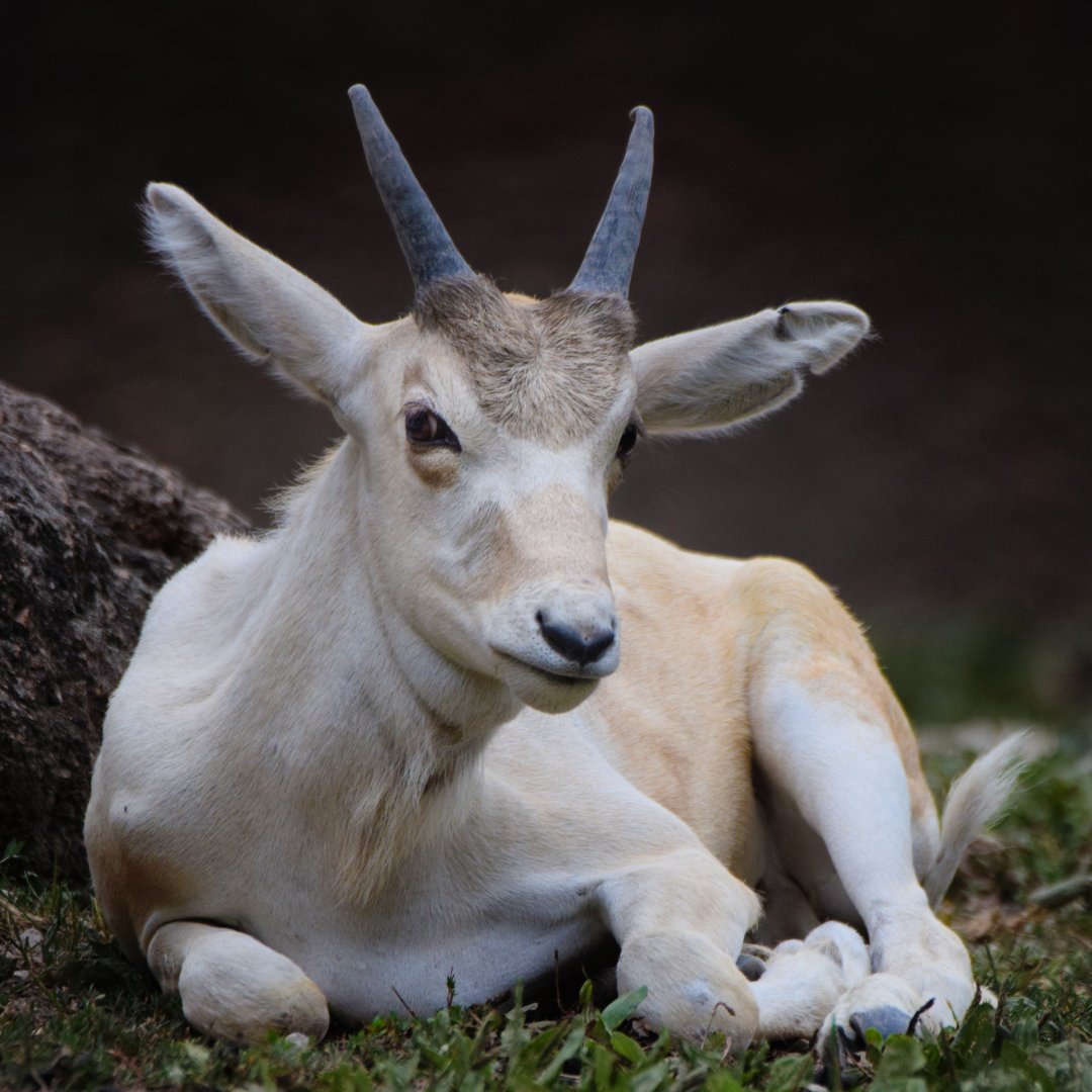 [July 2022] Red Rocks- addax (Addax nasomaculatus) calf lying