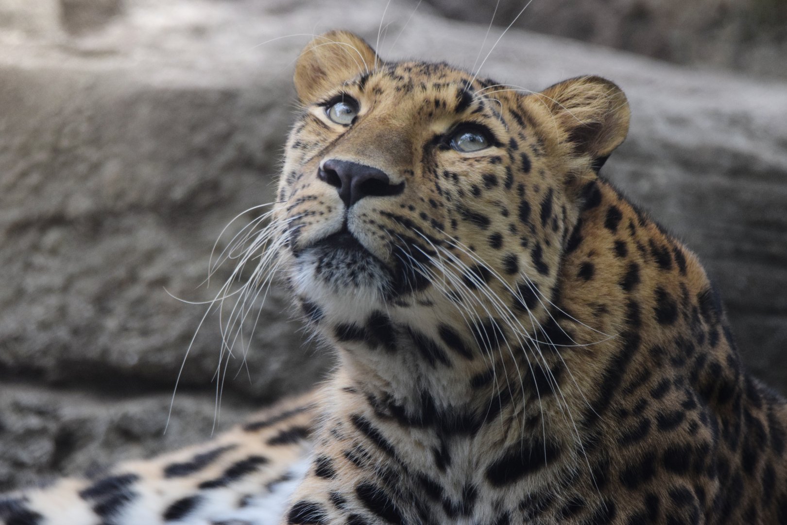 [July 2022] Red Rocks- Amur leopard (Panthera pardus orientalis) lying