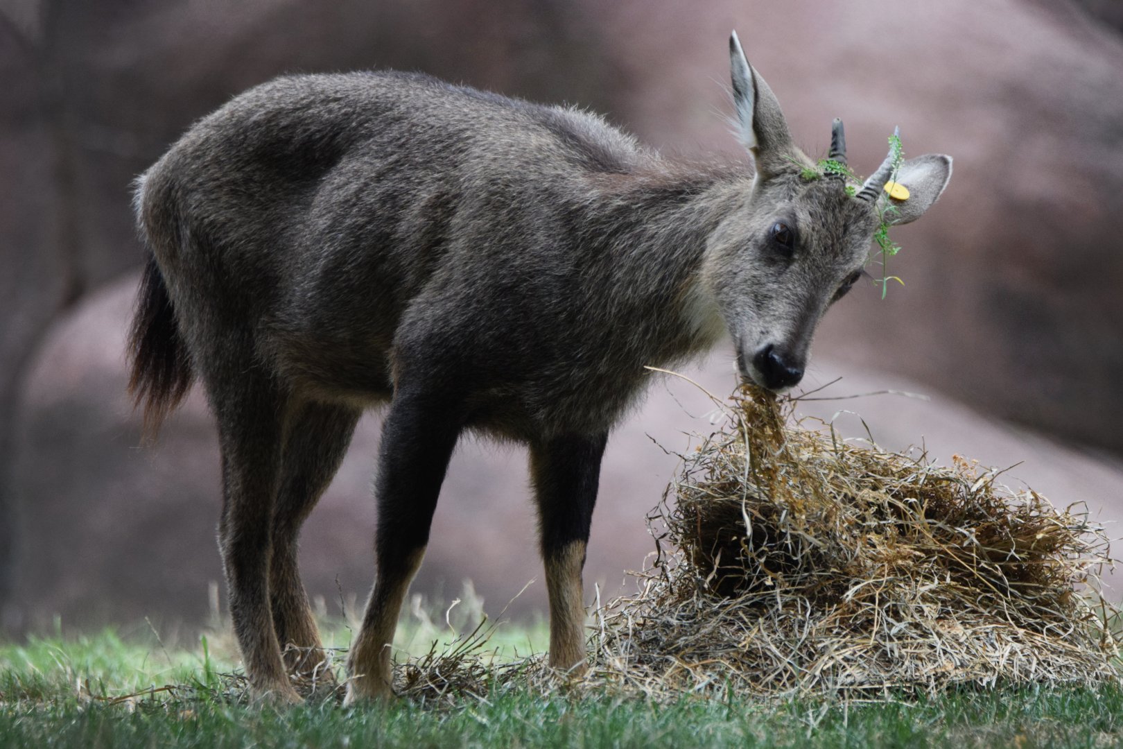 [July 2022] Red Rocks- Chinese goral (Naemorhedus griseus) eating straw