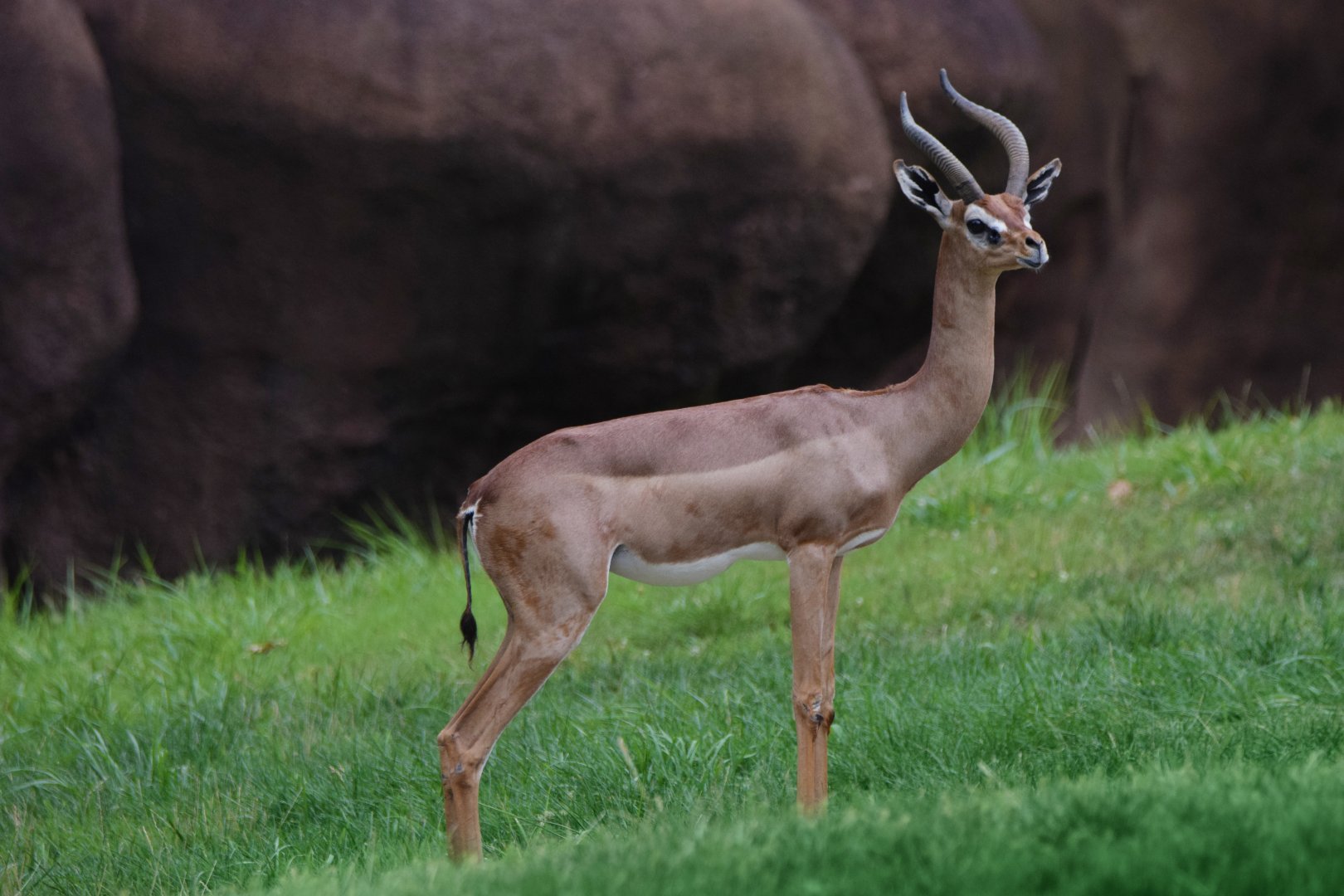 [July 2022] Red Rocks- gerenuk (Litocranius walleri)
