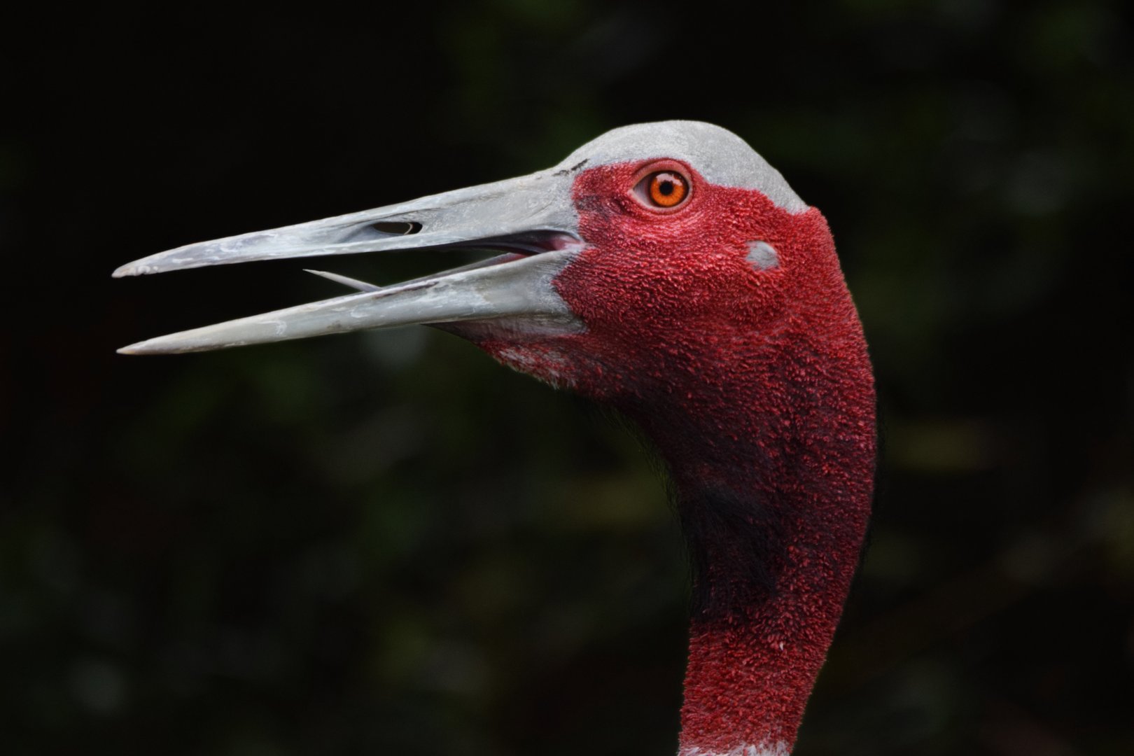 [July 2022] Red rocks- sarus crane (Antigone antigone) calling
