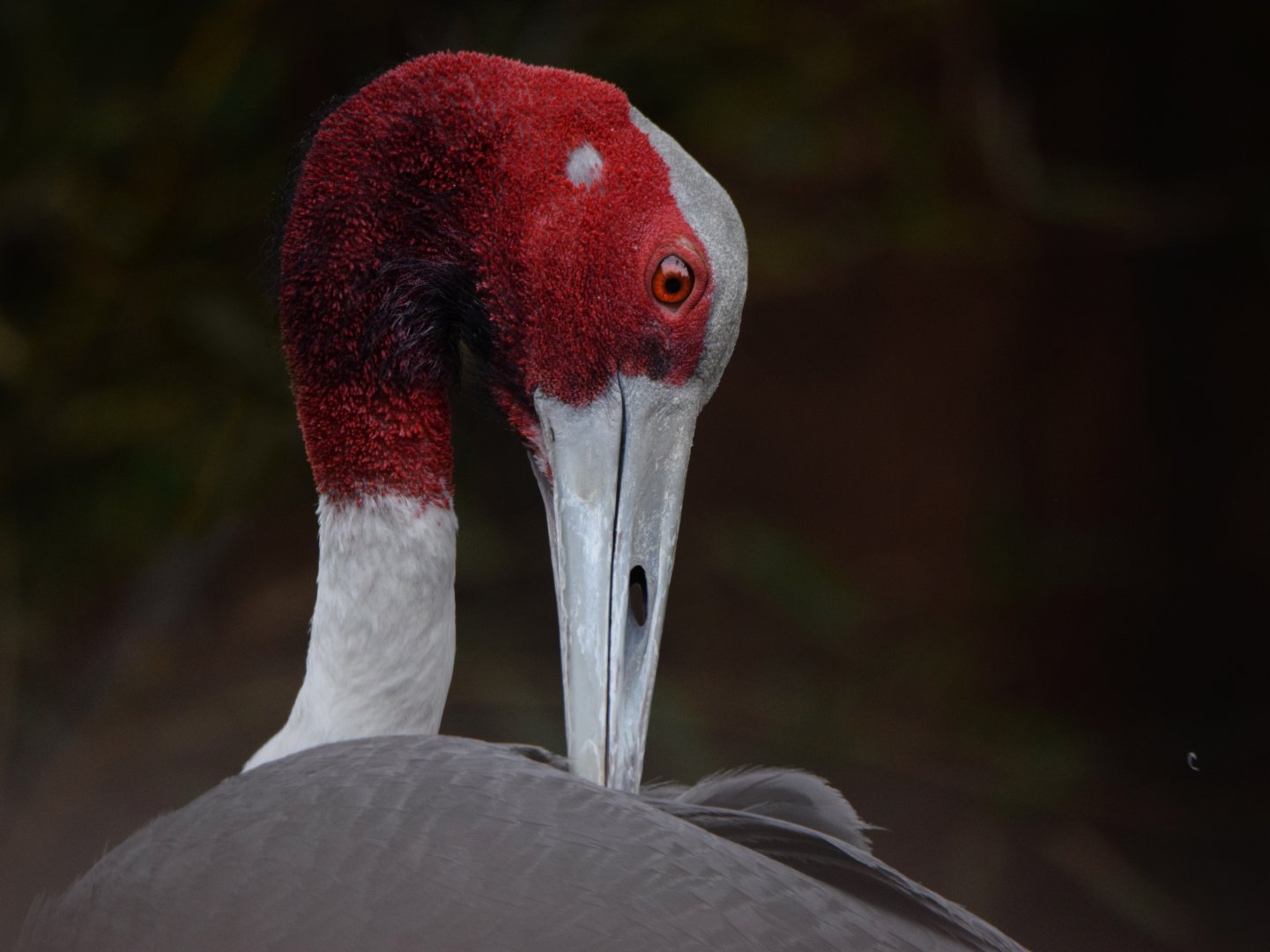 [July 2022] Red Rocks- Sarus crane (Antigone antigone) grooming
