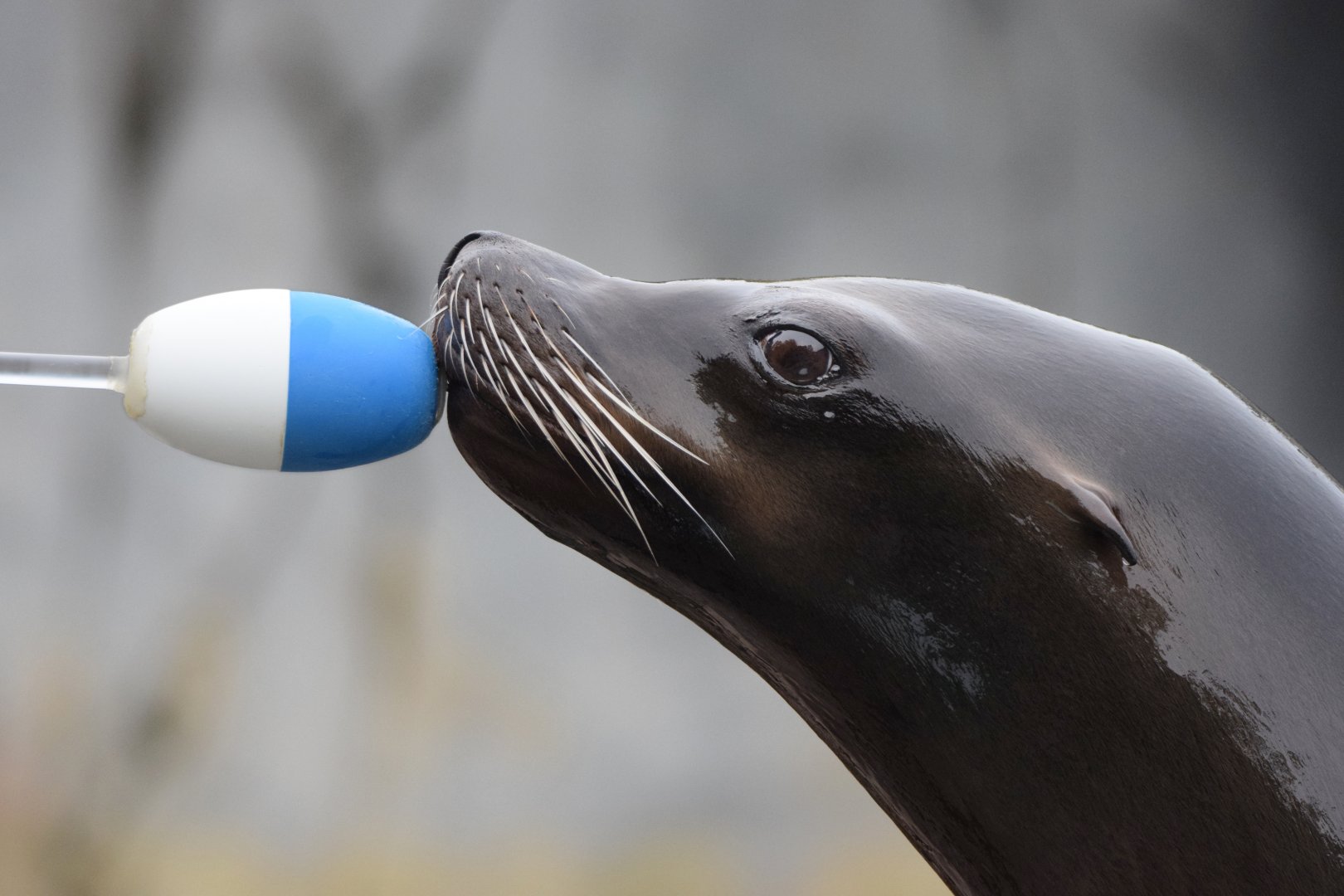 [July 2022] Sea Lion Sound- California sea lion (Zalophus californianus) training