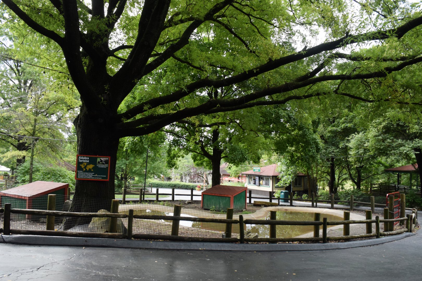 [July 2022] Tier Garten- Aldabra giant tortoise (Aldabrachelys gigantea) enclosure