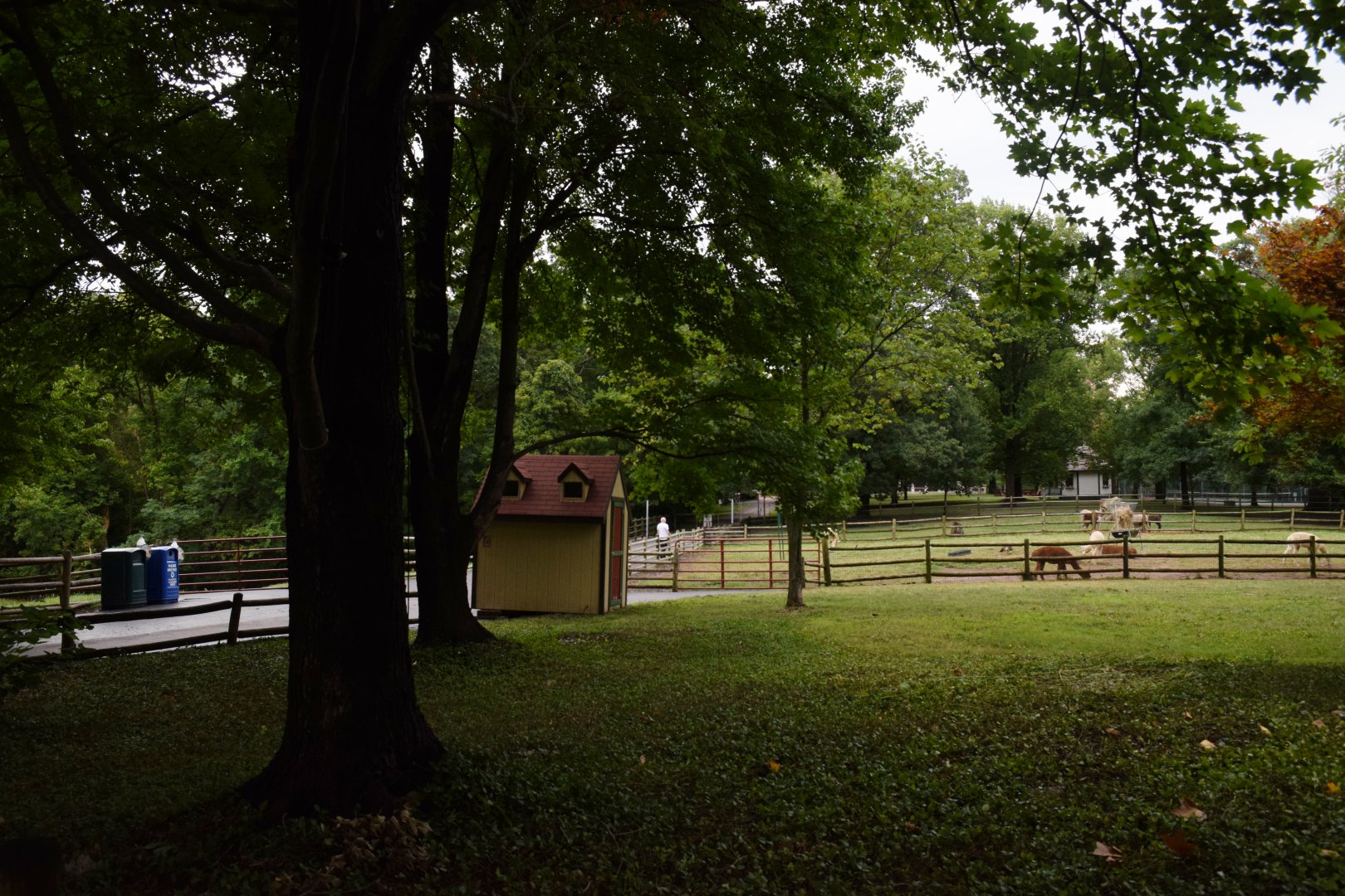 [July 2022] Tier Garten- alpaca and llama yards