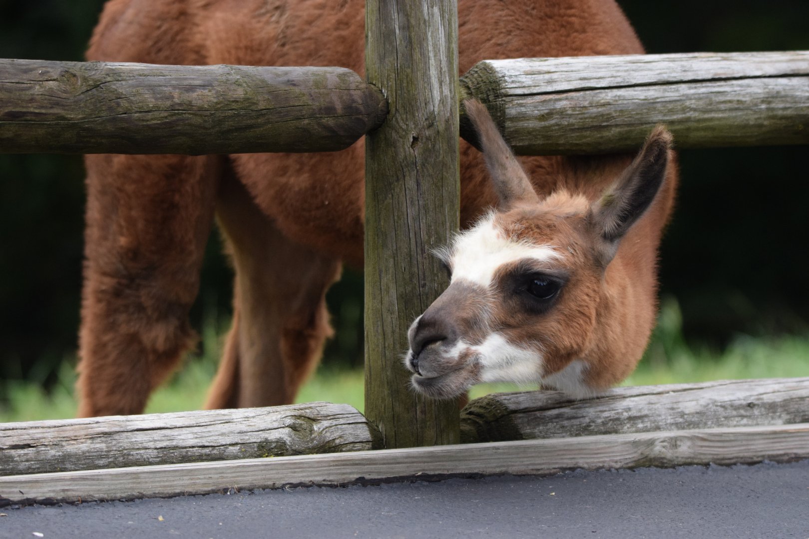 [July 2022] Tier Garten- alpaca (Lama pacos) sticking head out of fence
