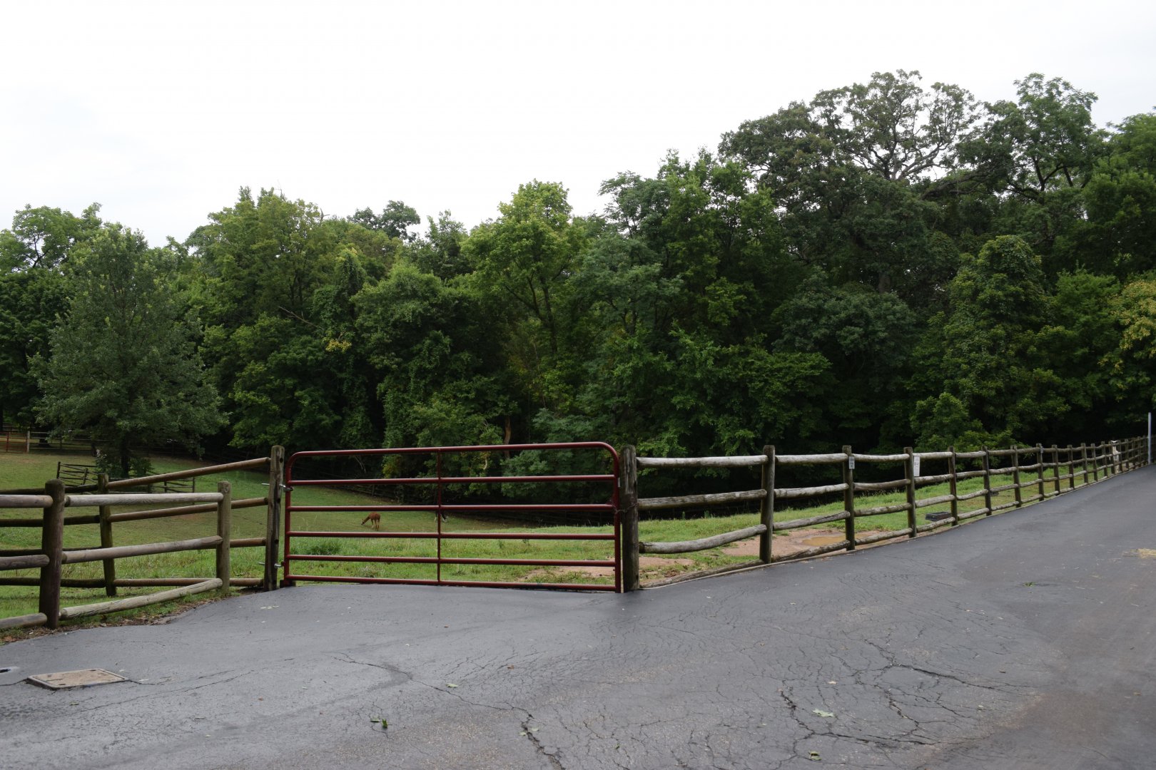 [July 2022] Tier Garten- Alpaca (Lama pacos) yard on north side of path