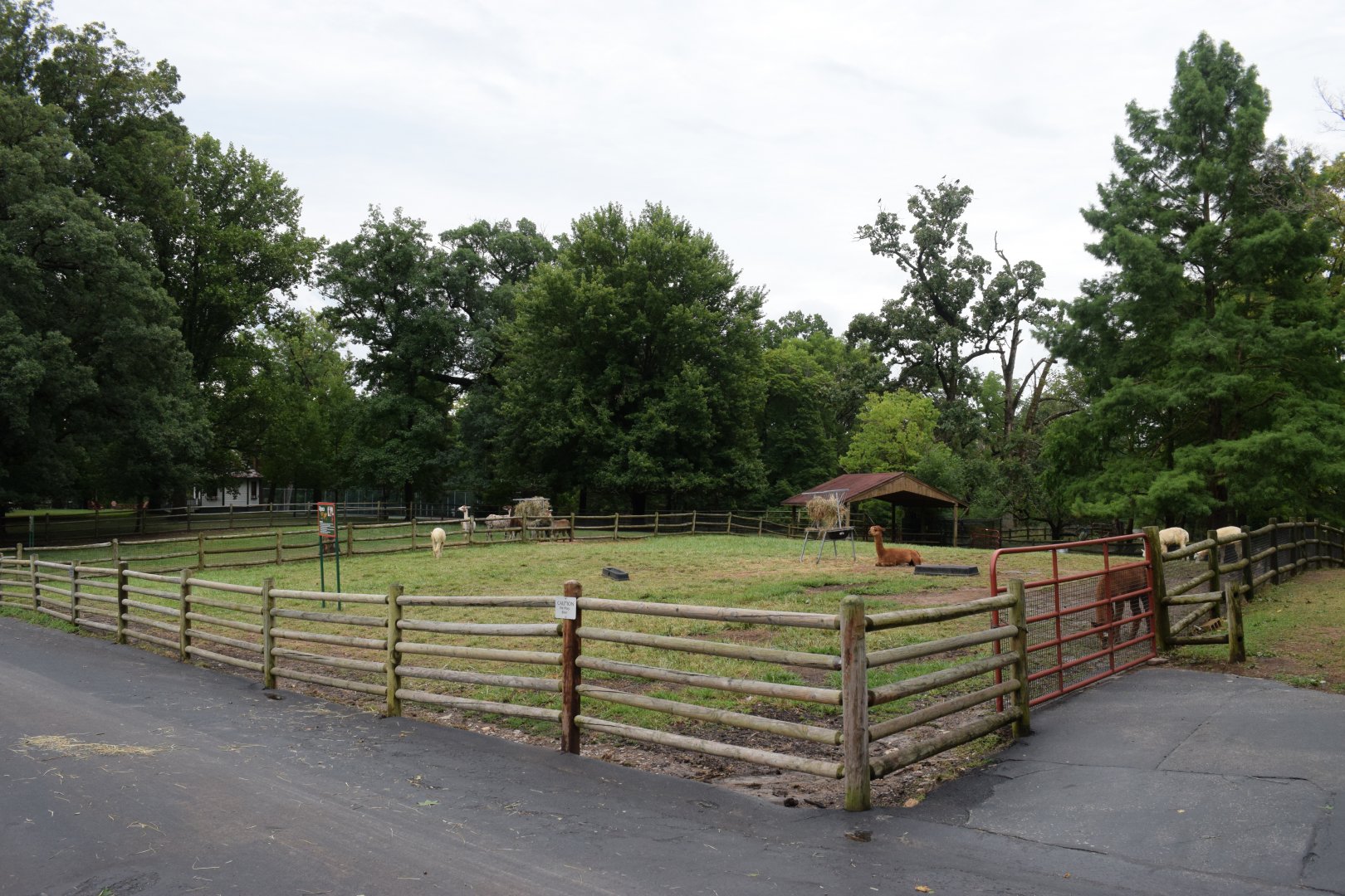 [July 2022] Tier Garten- alpaca (Lama pacos) yard on south side of path