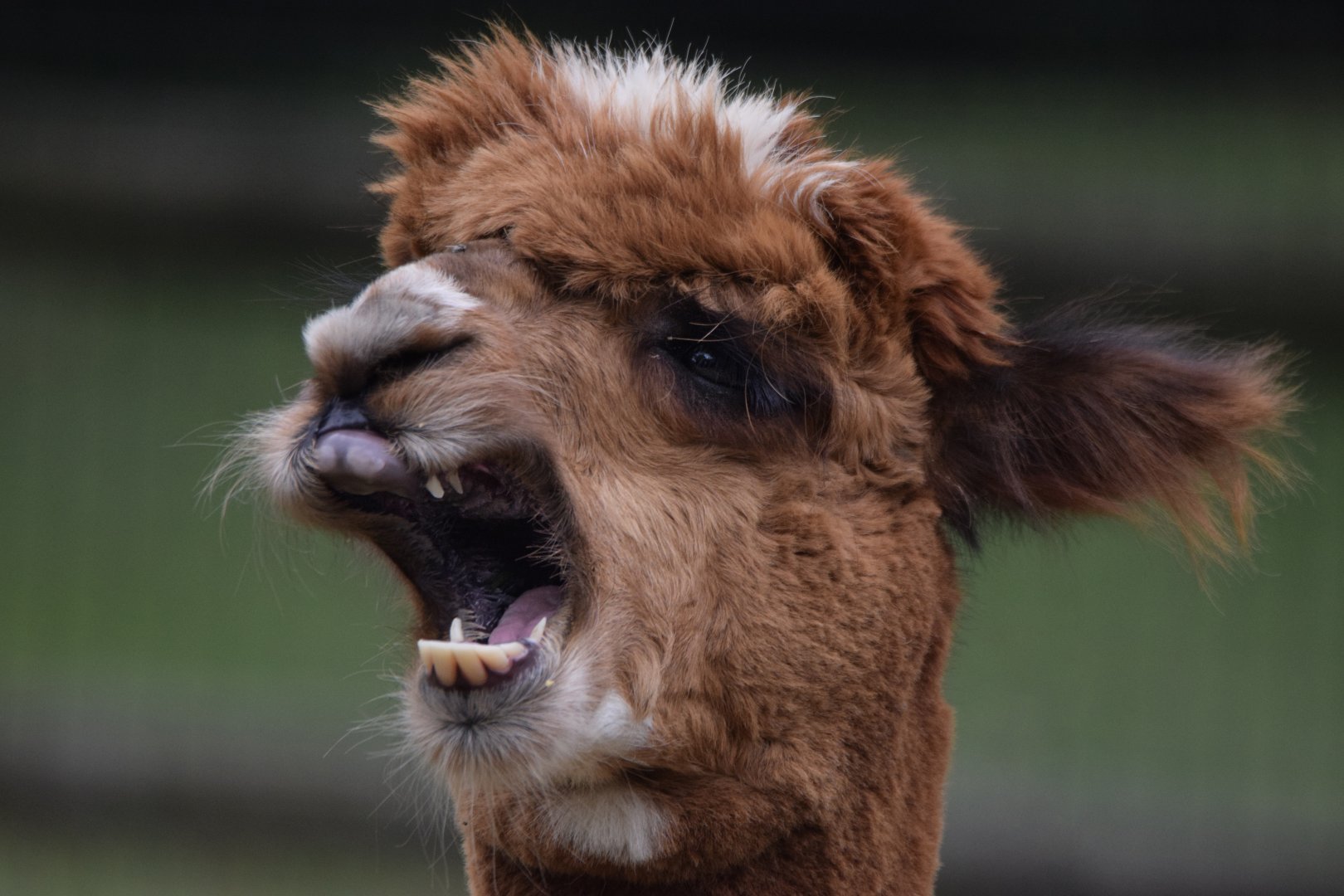 [July 2022] Tier Garten- alpaca (Lama pacos) yawning