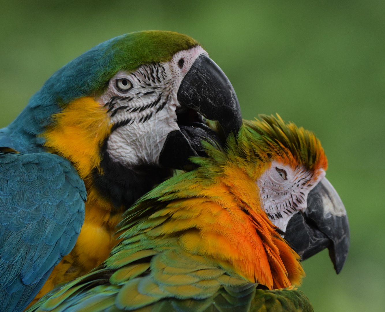 [July 2022] Tier Garten- blue-and-gold macaw (Ara ararauna) grooming Catalina macaw (Ara ararauna × Ara macao)