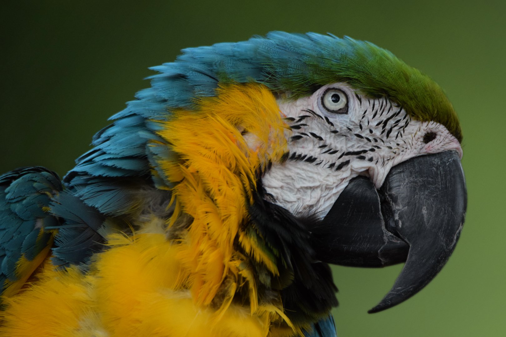 [July 2022] Tier Garten- blue-and-gold-macaw (Ara ararauna)