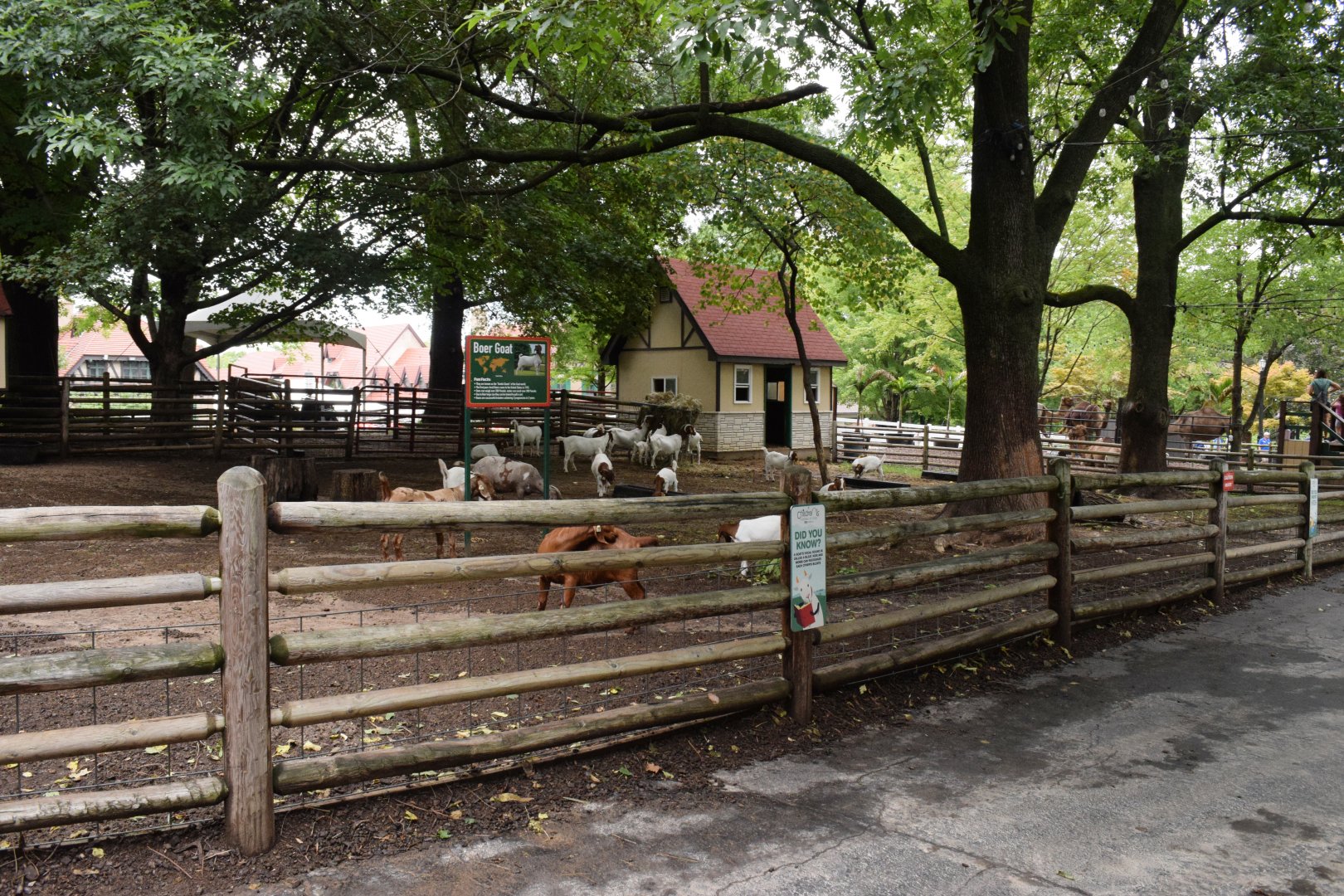 [July 2022] Tier Garten- Boer goat (Capra hircus) yard