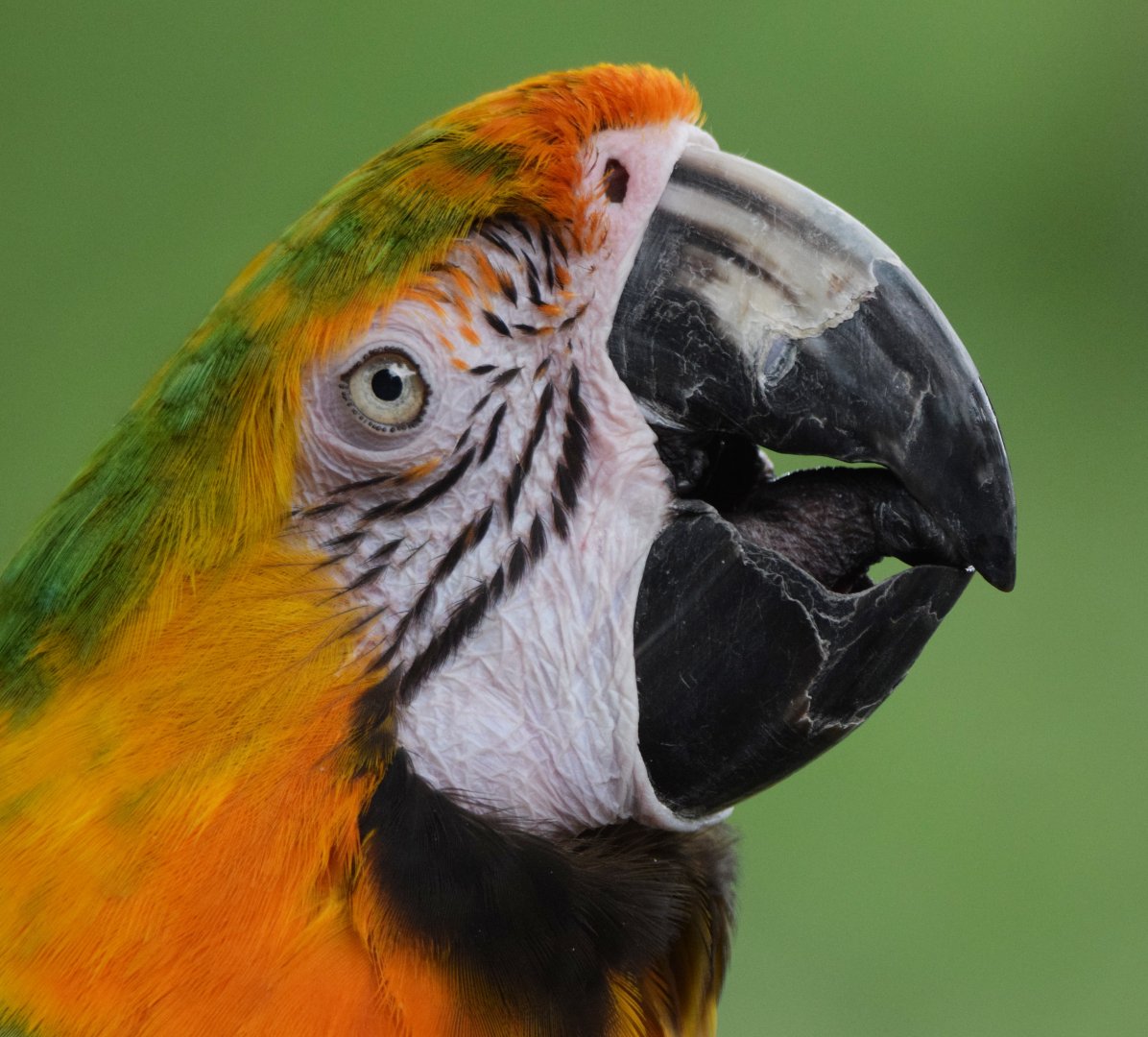 [July 2022] Tier Garten- Catalina macaw (Ara ararauna × Ara macao) drinking