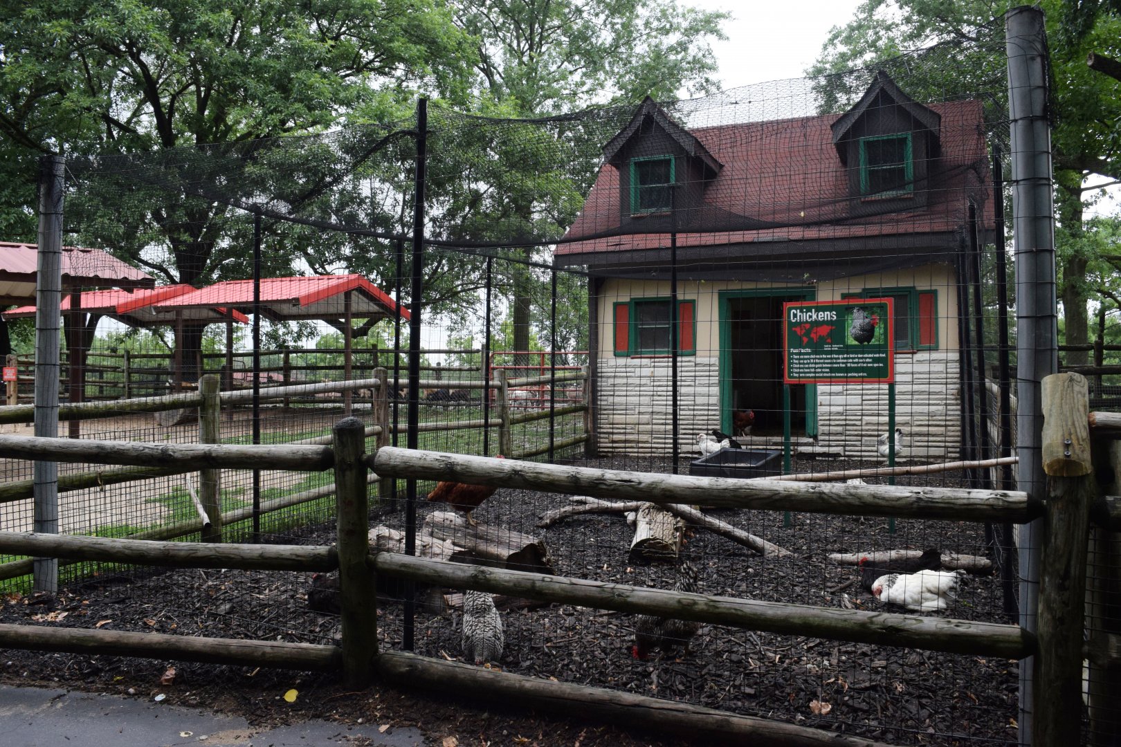 [July 2022] Tier Garten- chicken (Gallus domesticus) enclosure