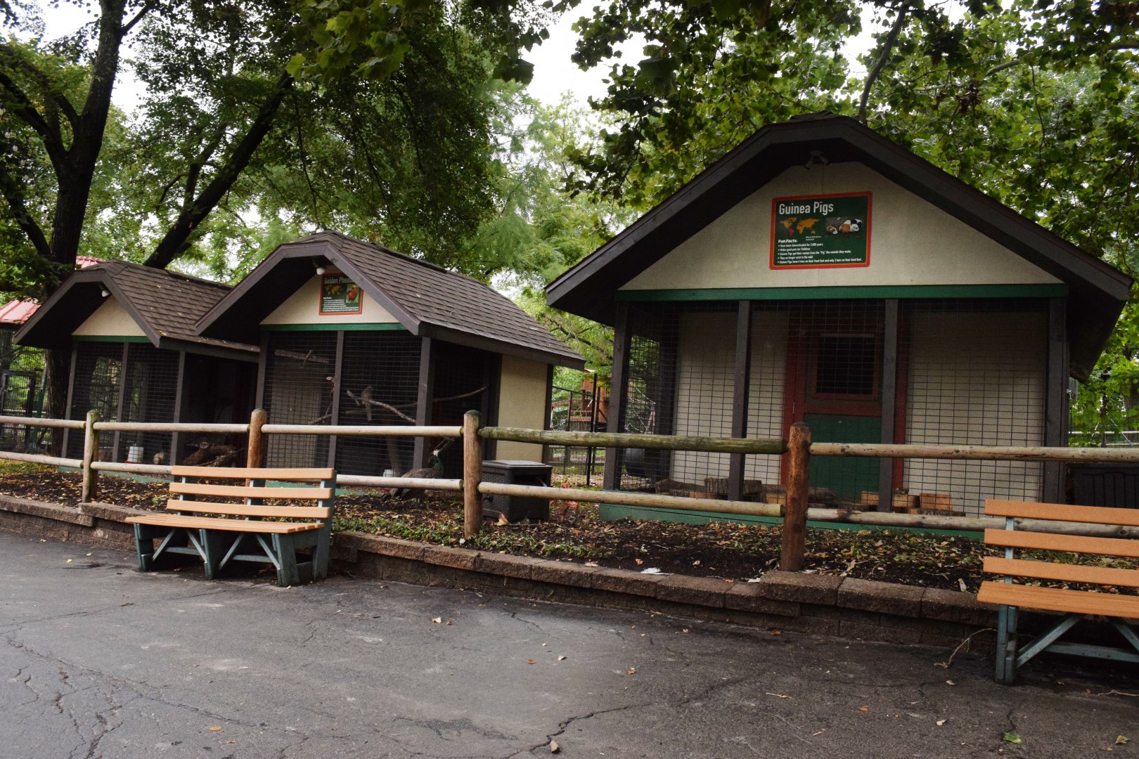 [July 2022] Tier Garten- chicken (Gallus domesticus), golden pheasant (Chrysolophus pictus), and guinea pig (Cavia porcellus) cages