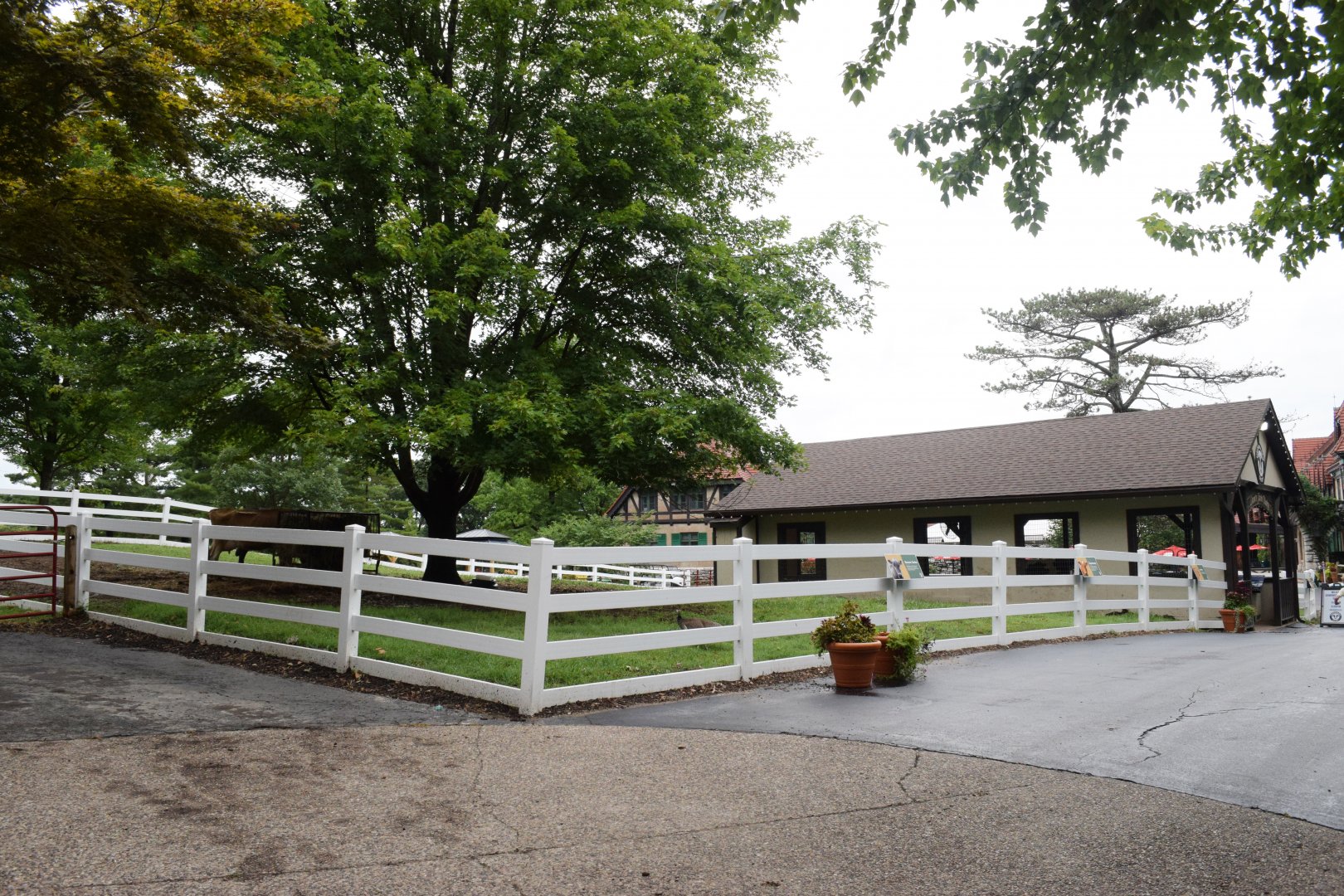 [July 2022] Tier Garten- domestic cattle (Bos taurus) yard