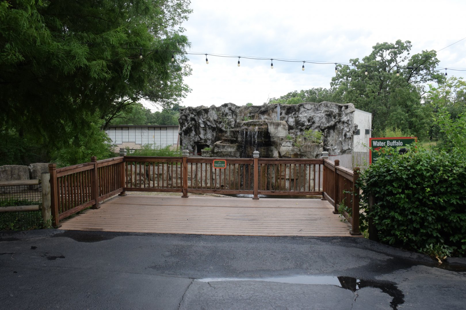 [July 2022] Tier Garten- Domestic water buffalo  (Bubalus bubalis) viewing platfrom