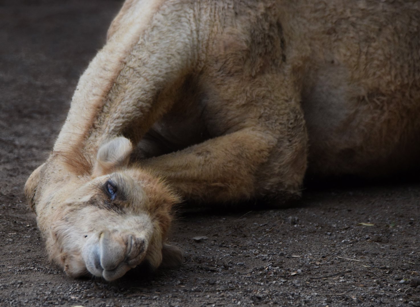 [July 2022] Tier Garten- dromedary camel (Camelus dromedarius) rubbing head against ground