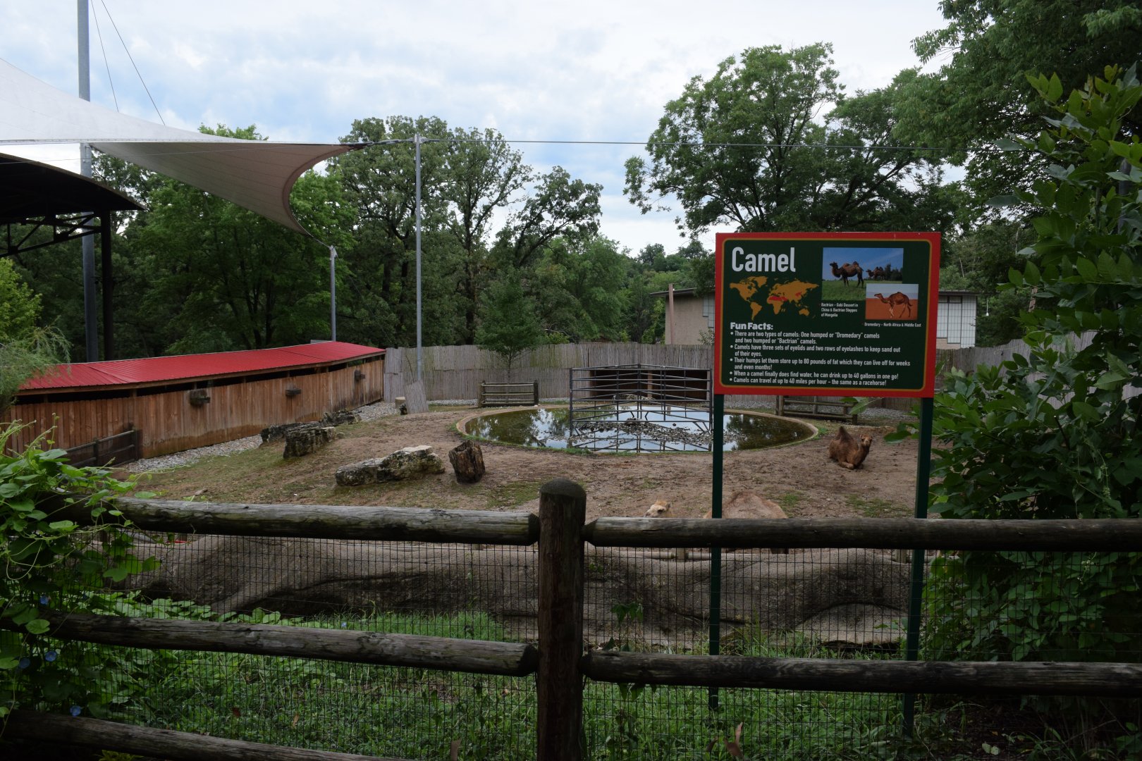 [July 2022] Tier Garten- dromedary camel (Camelus dromedarius)