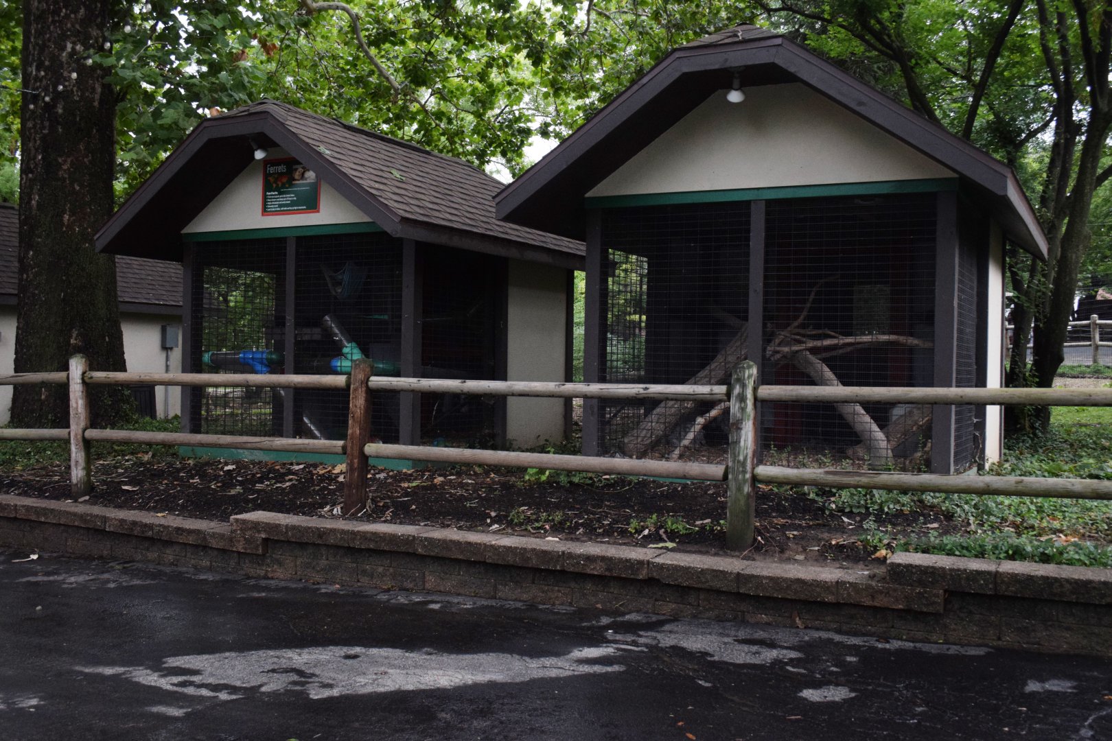 [July 2022] Tier Garten- ferret (Mustela furo) and chicken (Gallus domesticus)