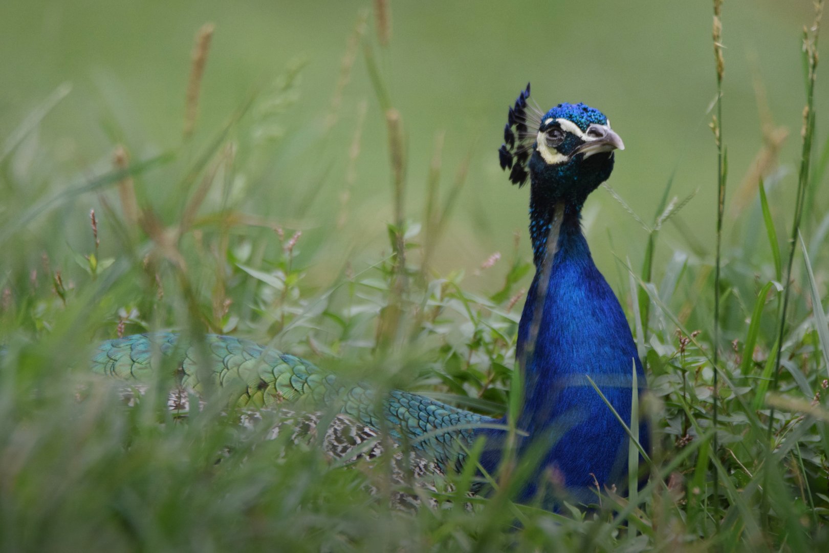[July 2022] Tier Garten- Indian peafowl (Pavo cristatus) lying in grass