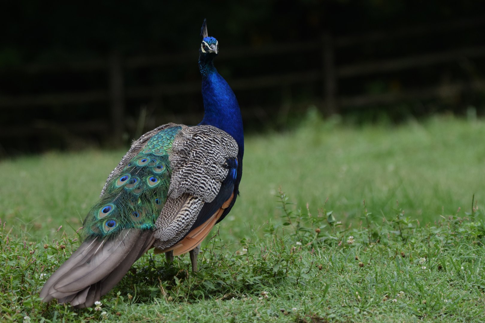 [July 2022] Tier Garten- Indian peafowl (Pavo Cristatus)
