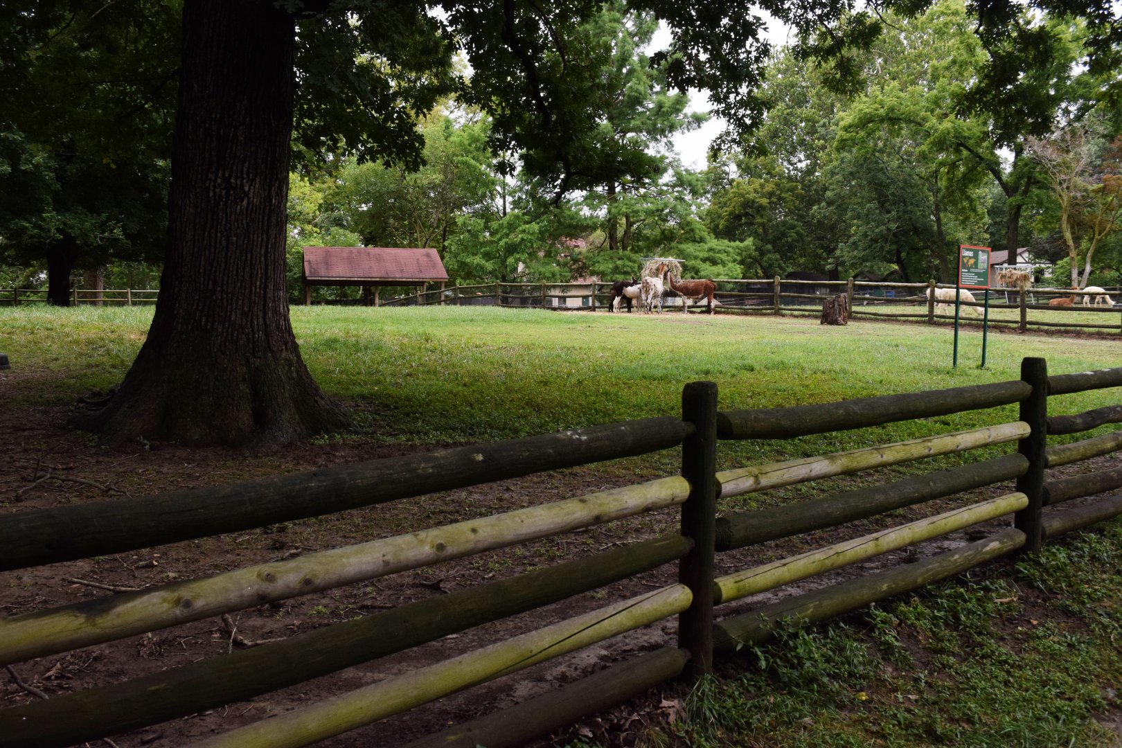 [July 2022] Tier Garten- llama (Lama glama) yard