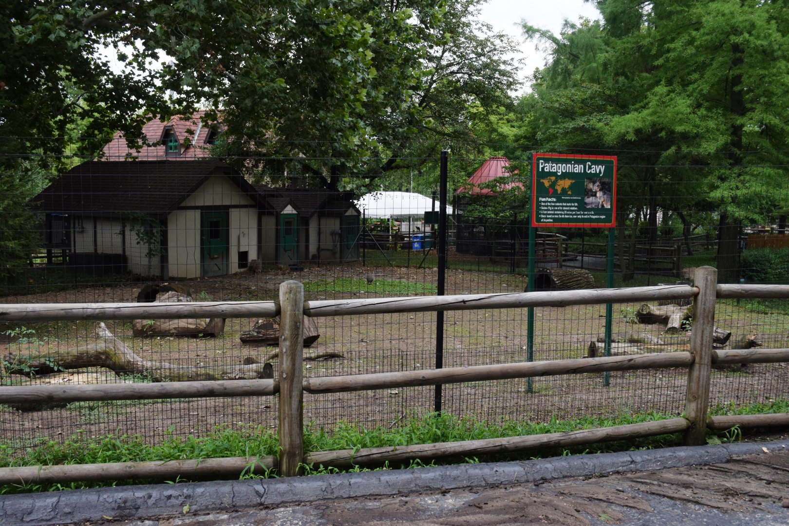 [July 2022] Tier Garten- Patagonian cavy (Dolichotis patagonum) enclosure
