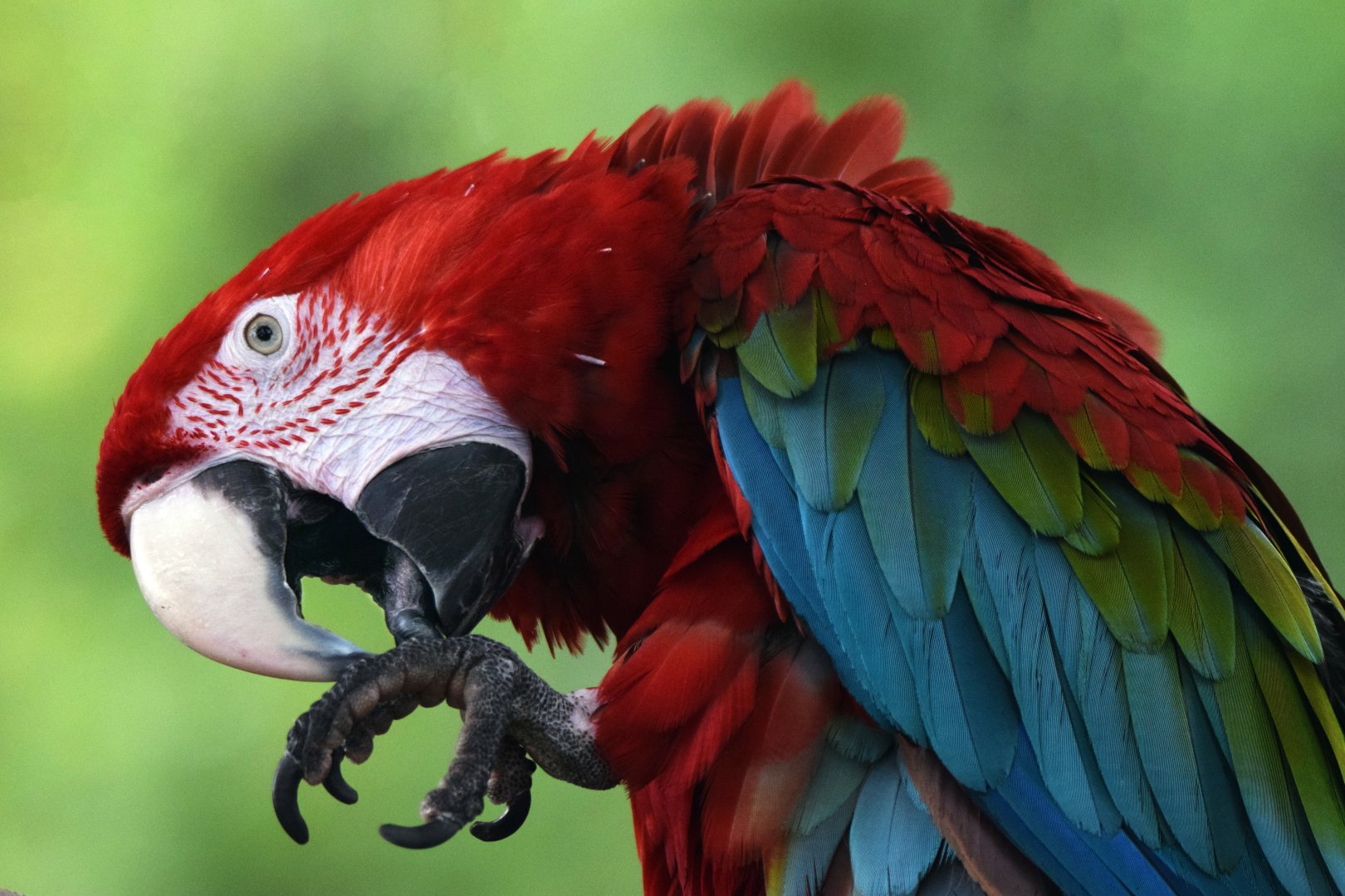 [July 2022] Tier Garten-red-and-green macaw (Ara chloropterus) grooming feet