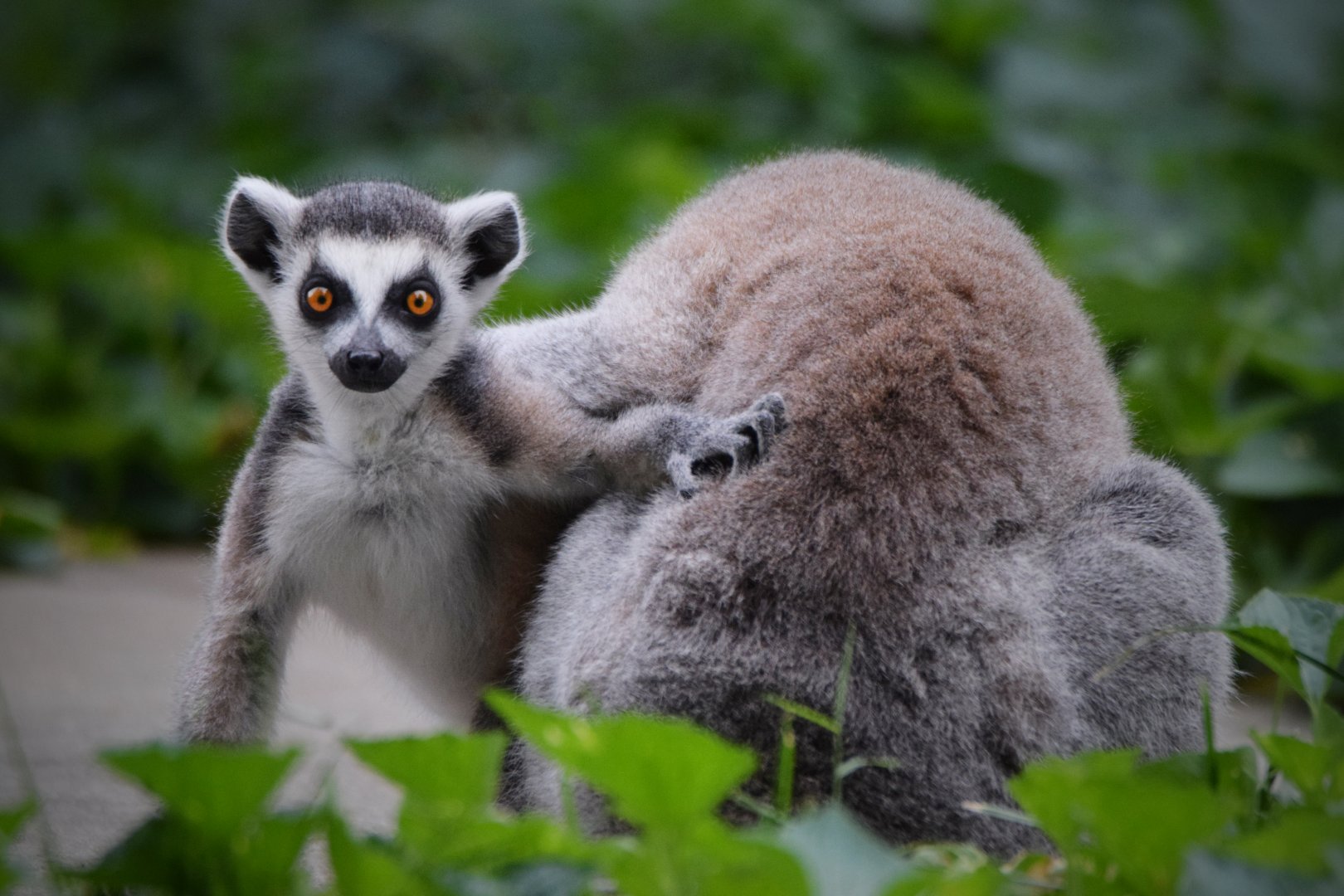 [July 2022] Tier Garten- ring-tailed lemur (Lemur catta) infant and adult