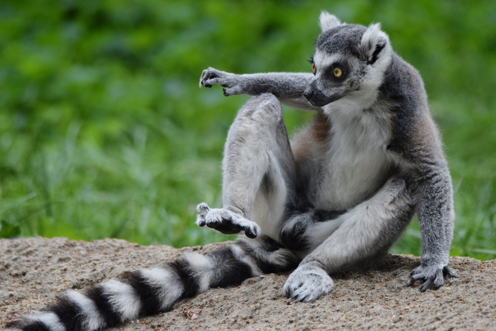 [July 2022] Tier Garten- ring-tailed lemur (Lemur catta)