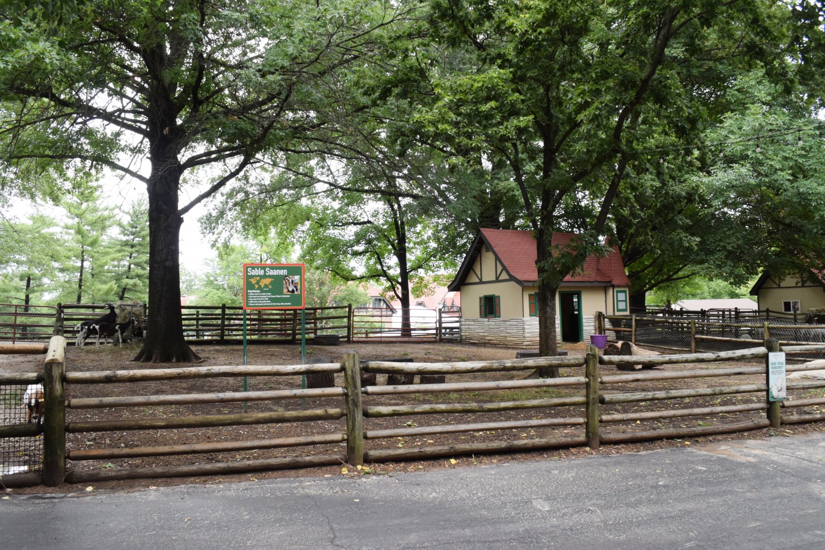 [July 2022] Tier Garten- sable saanan (Capra hircus) yard