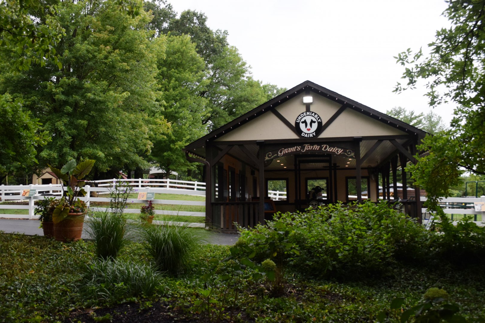 [July 2022] Tier Garten- Undeniably Dairy exhibit and domestic cattle (Bos taurus) exhibit