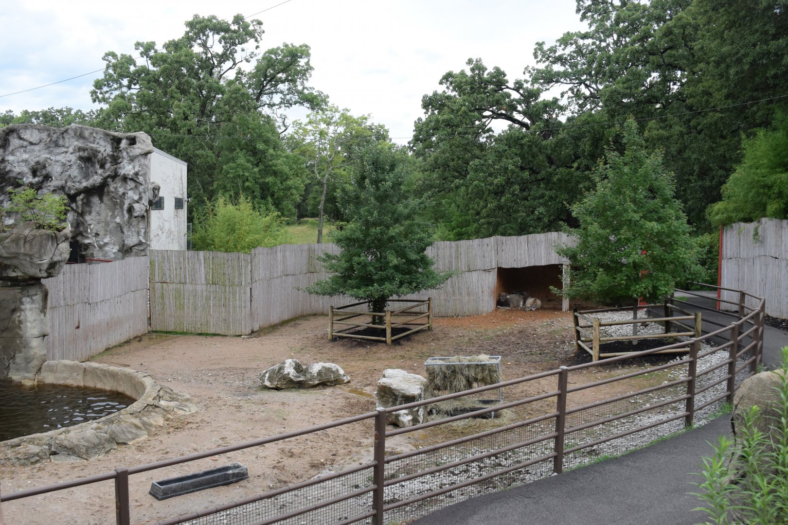 [July 2022] Tier Garten- water buffalo (Bubalus bubalis) enclosure
