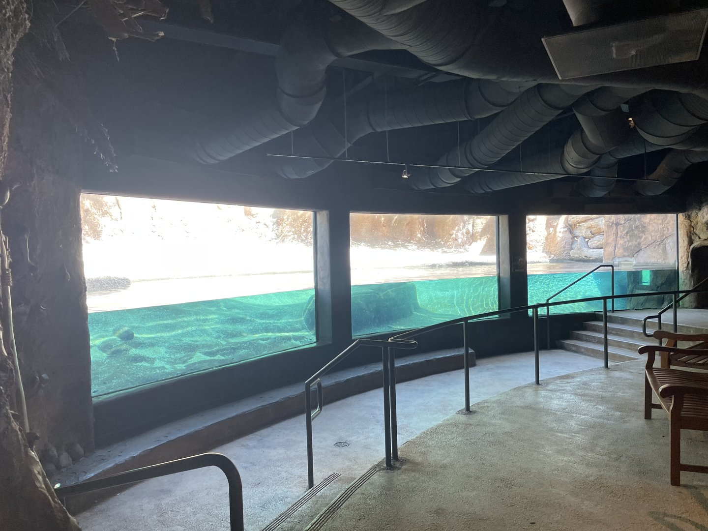 July 2023- Africa Live! Hippopotamus Exhibit