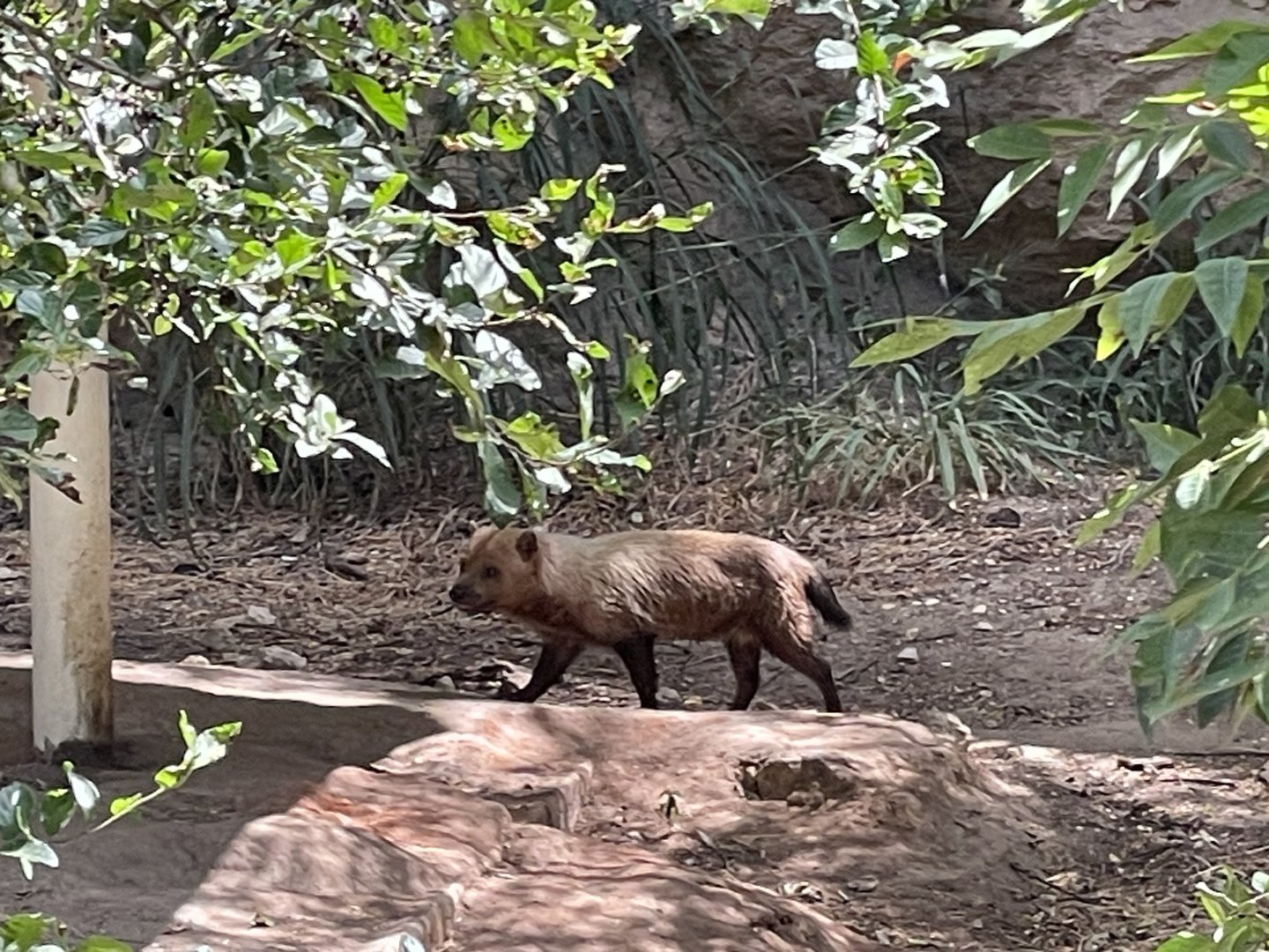July 2023- Bush Dog