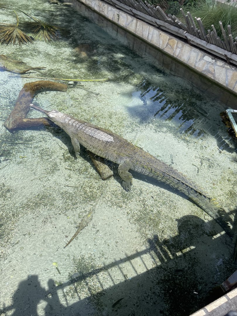 July 2023- Indian Gharial