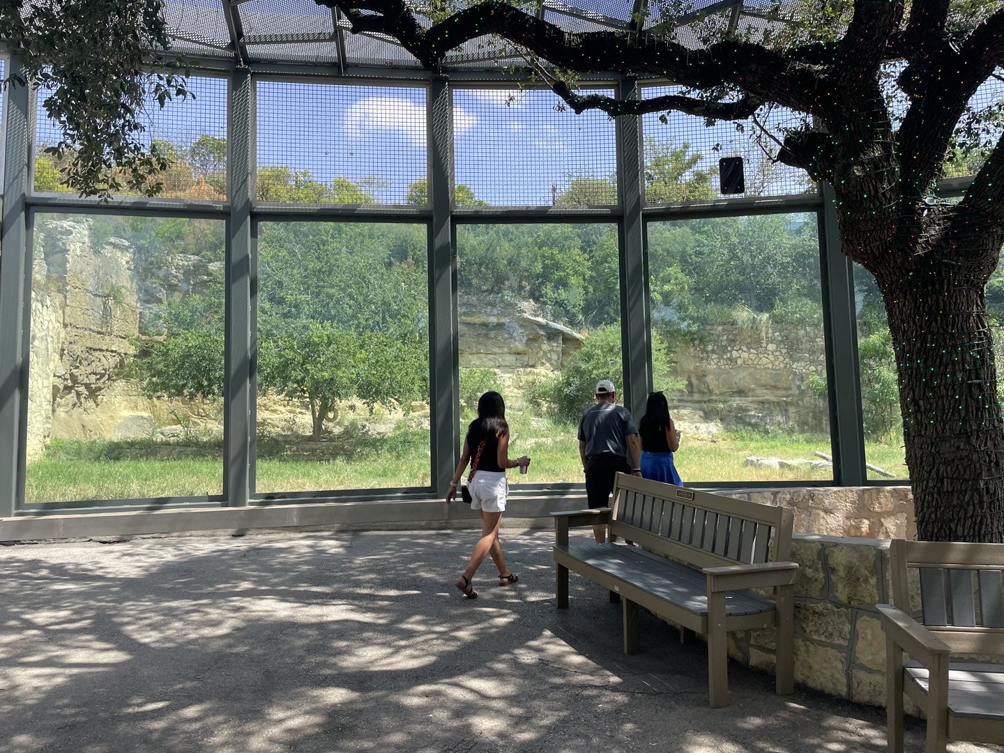 July 2023- Lion Viewing Gallery