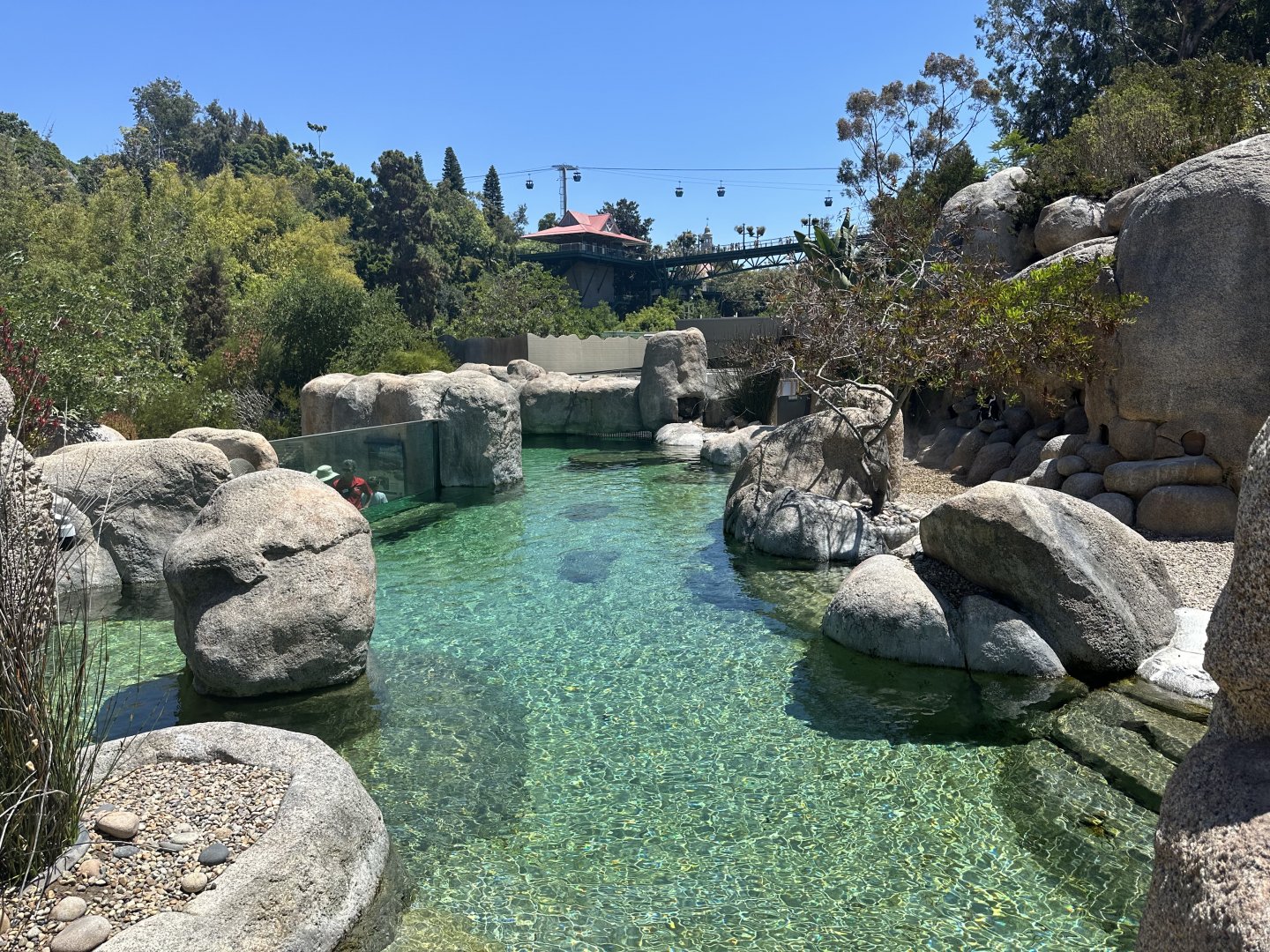 July 2025 - Africa Rocks - African Penguin Enclosure