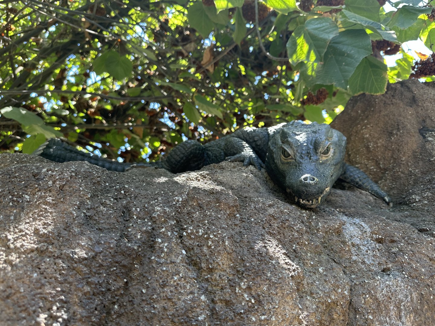 July 2025 - Africa Rocks - Dwarf Croc Statue