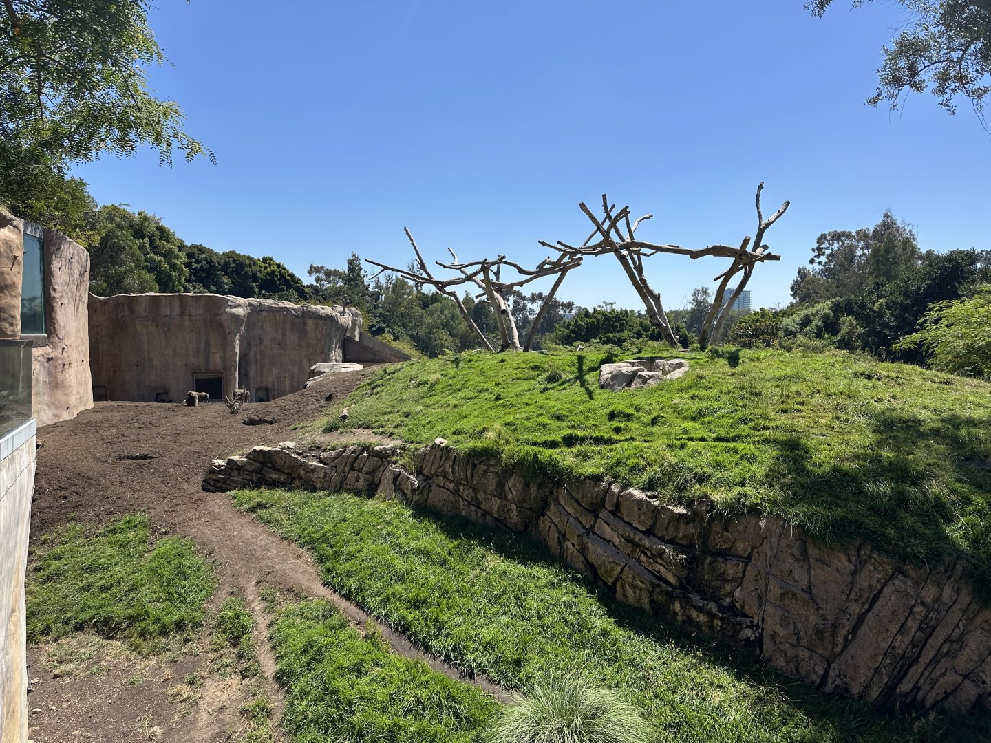 July 2025 - Africa Rocks - Hamadryas Baboon Enclosure