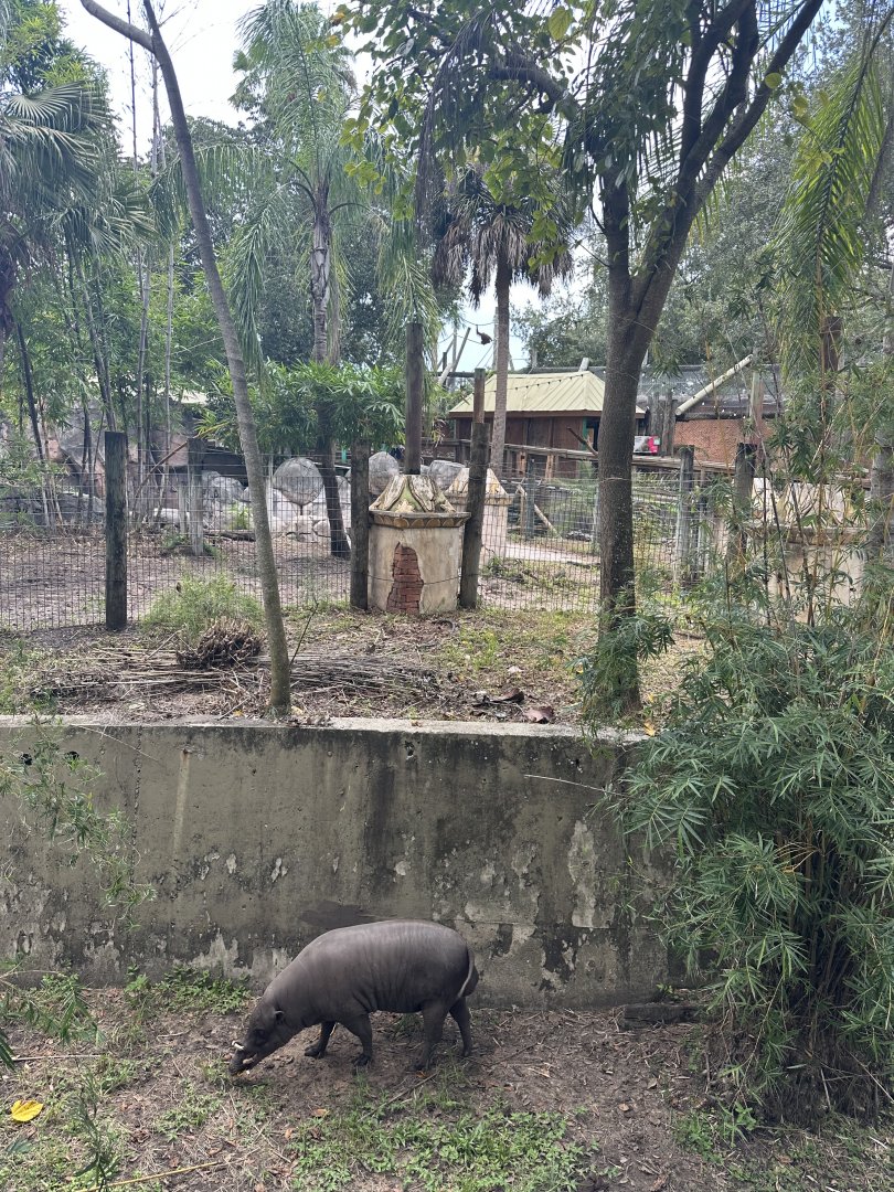 July 2025 - Asia - Babirusa Overview