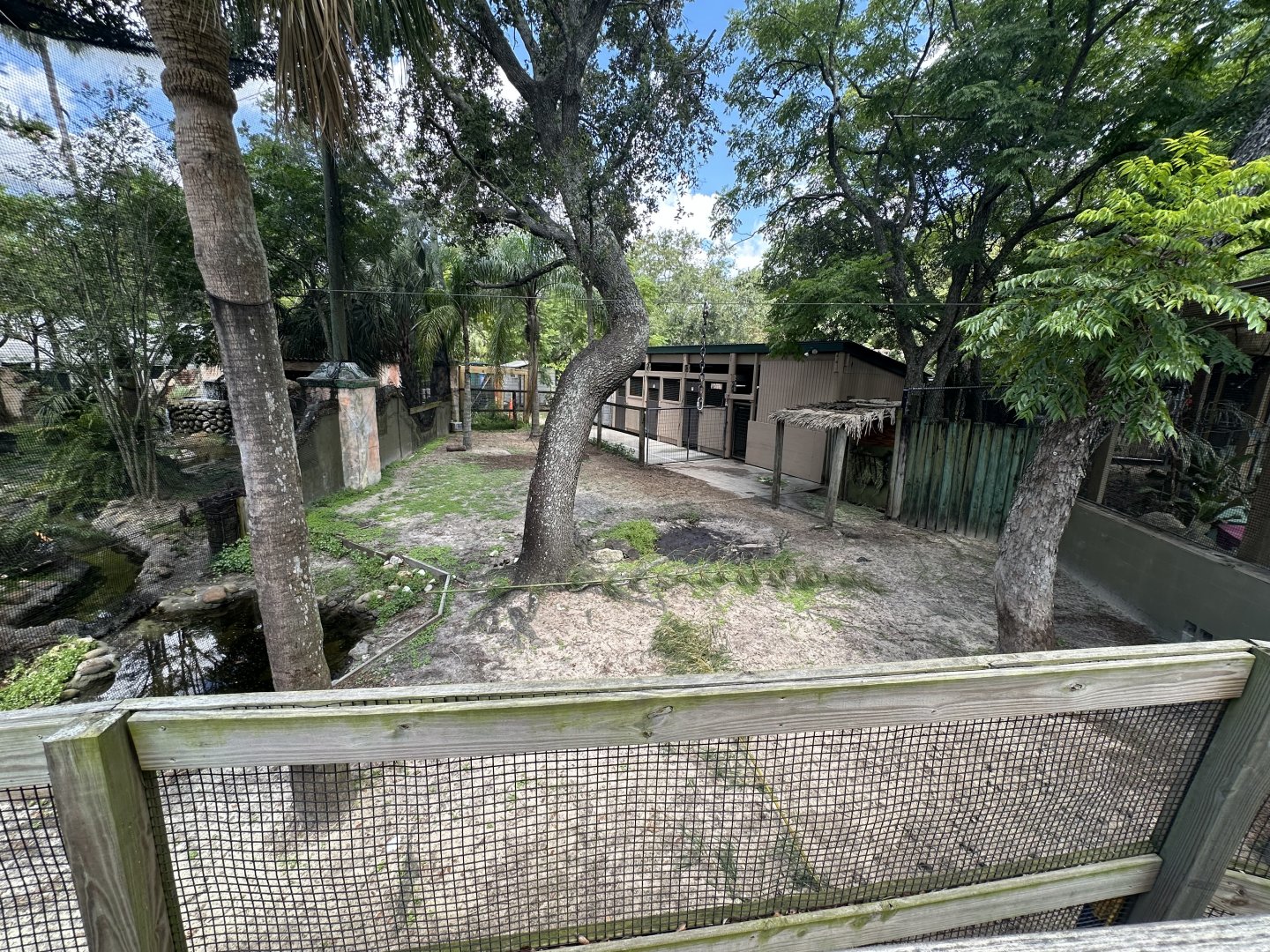 July 2025 - Asia - Lowland Anoa Enclosure