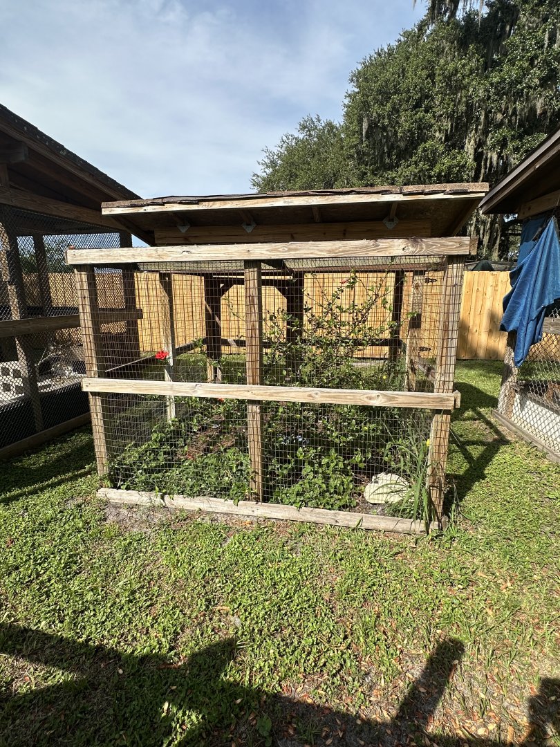 July 2025 - Box Turtle Enclosure (empty)